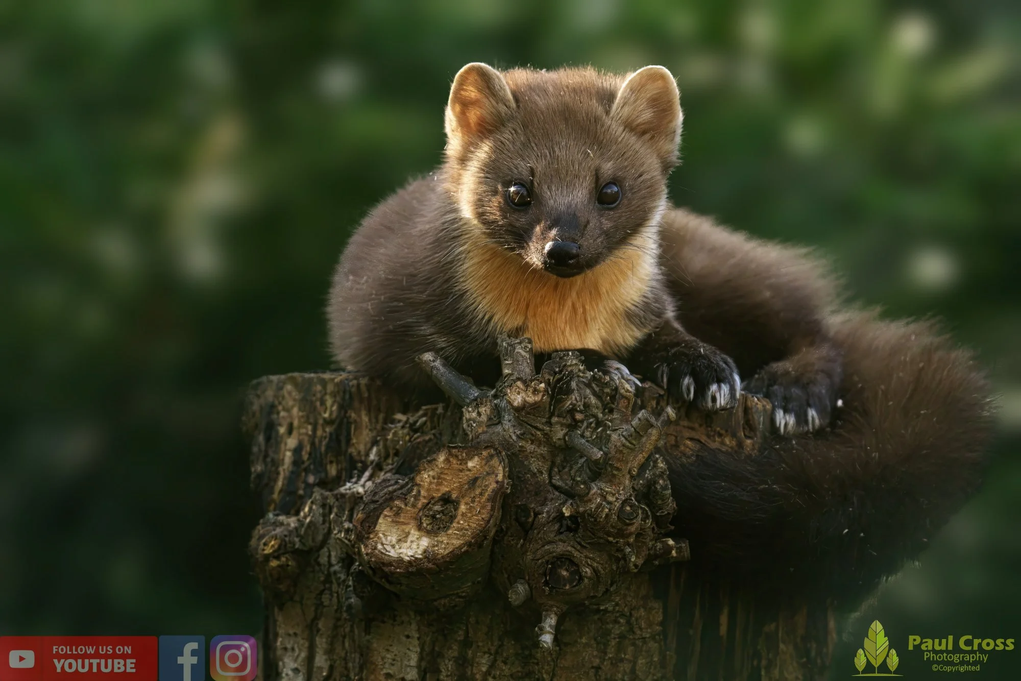 European Pine Marten-00003.jpg
