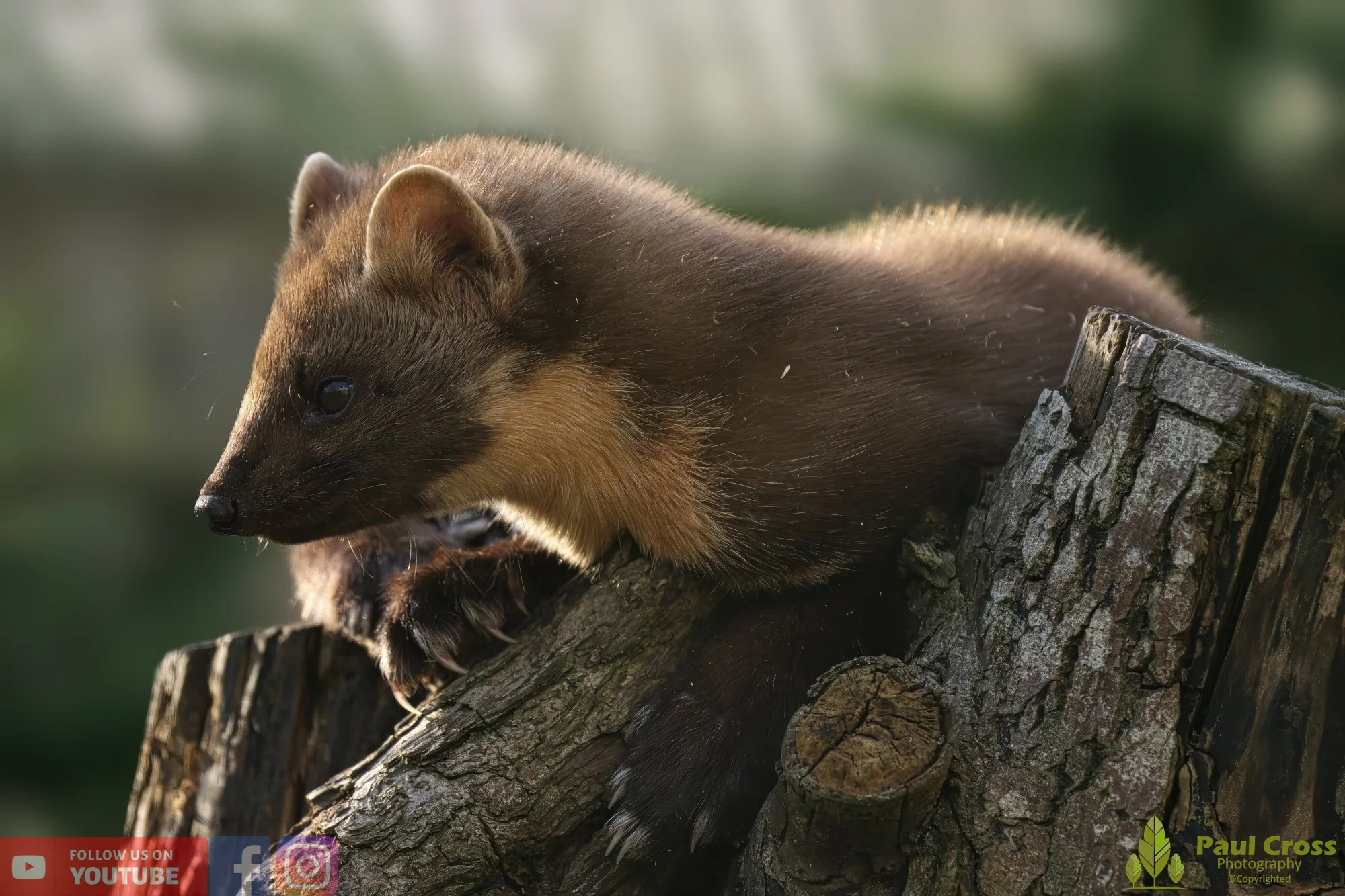 European Pine Marten-00005.jpg