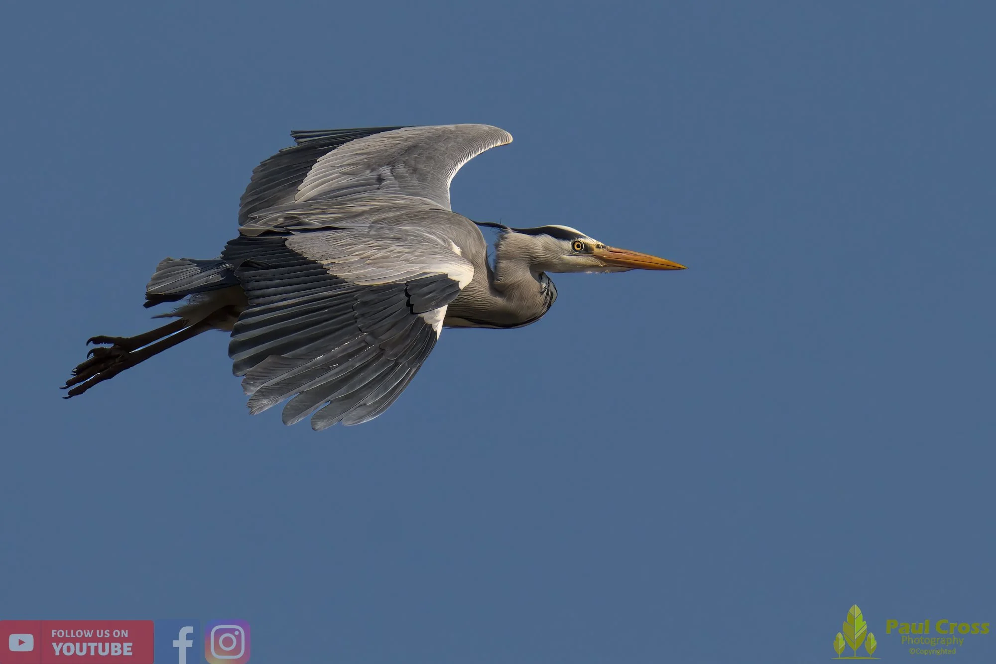 Grey Heron-00536.jpg