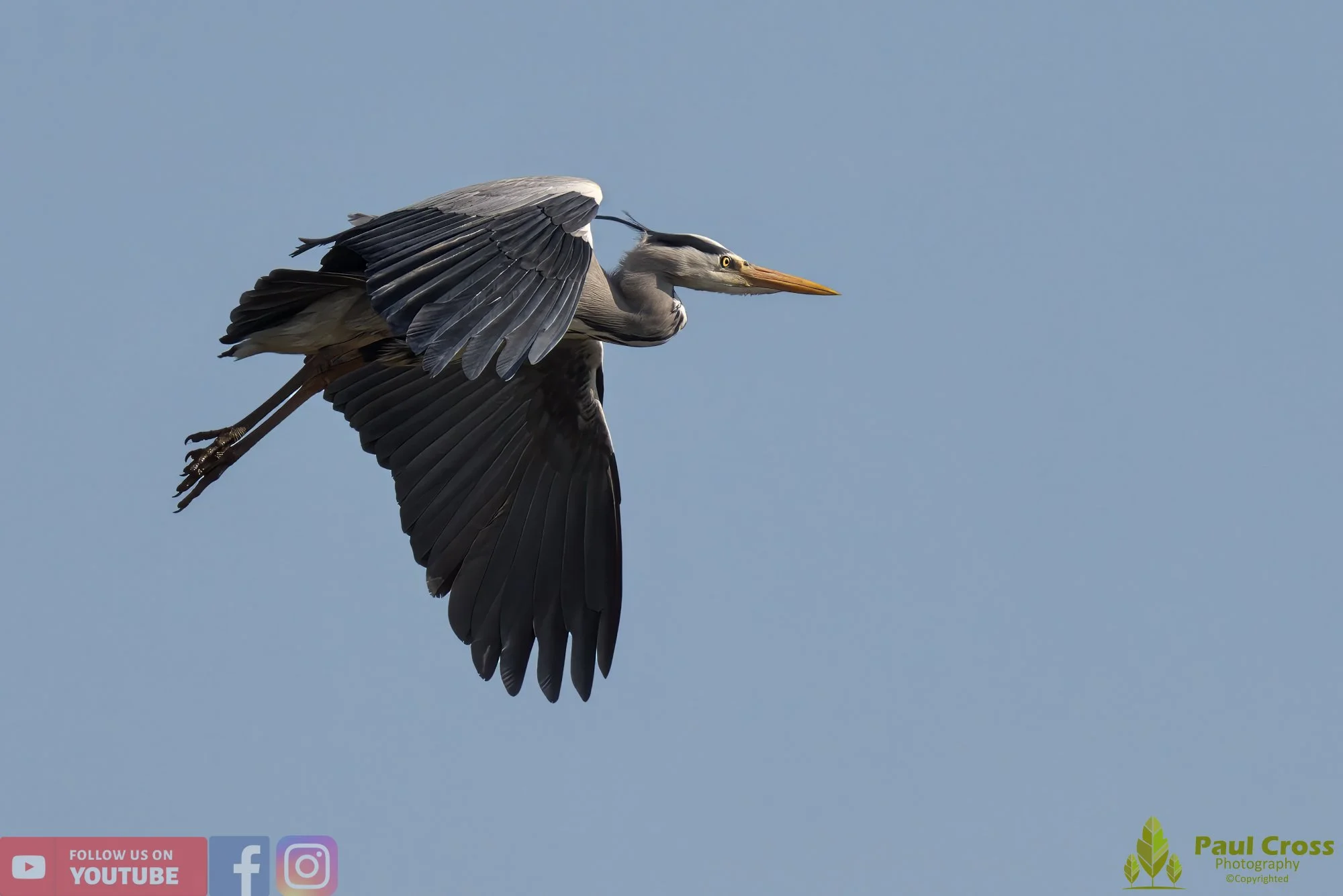 Grey Heron-00537.jpg