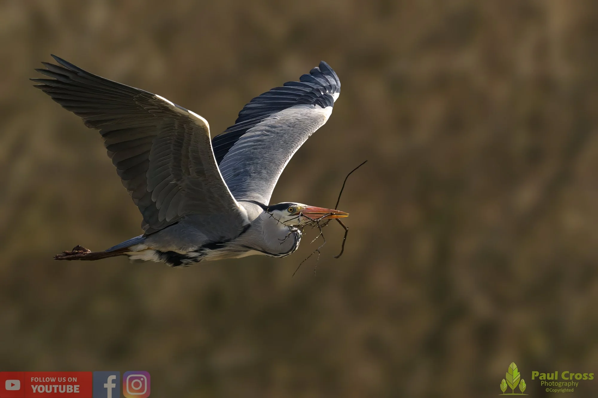 Grey Heron-00539.jpg