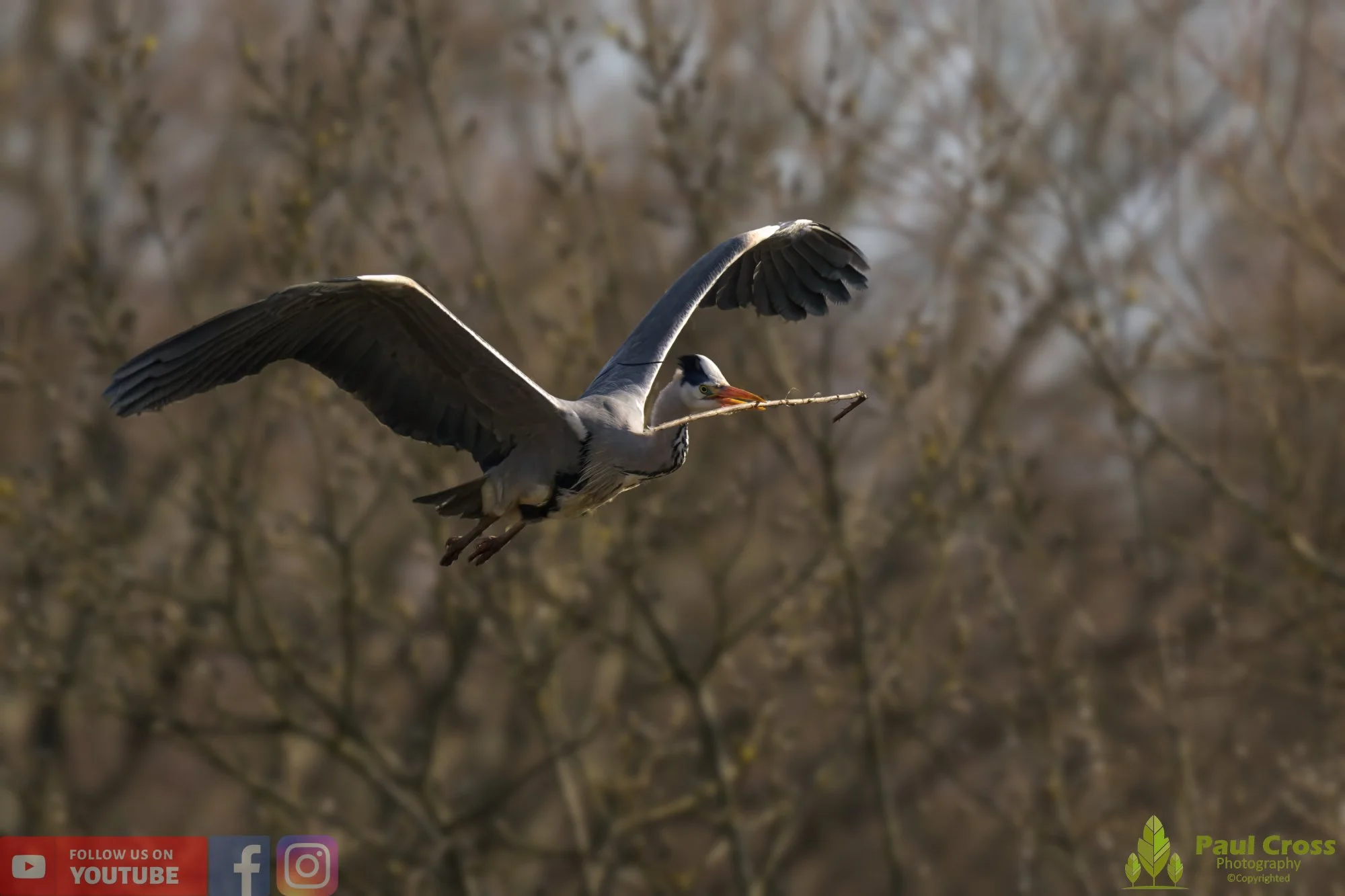 Grey Heron-00542.jpg