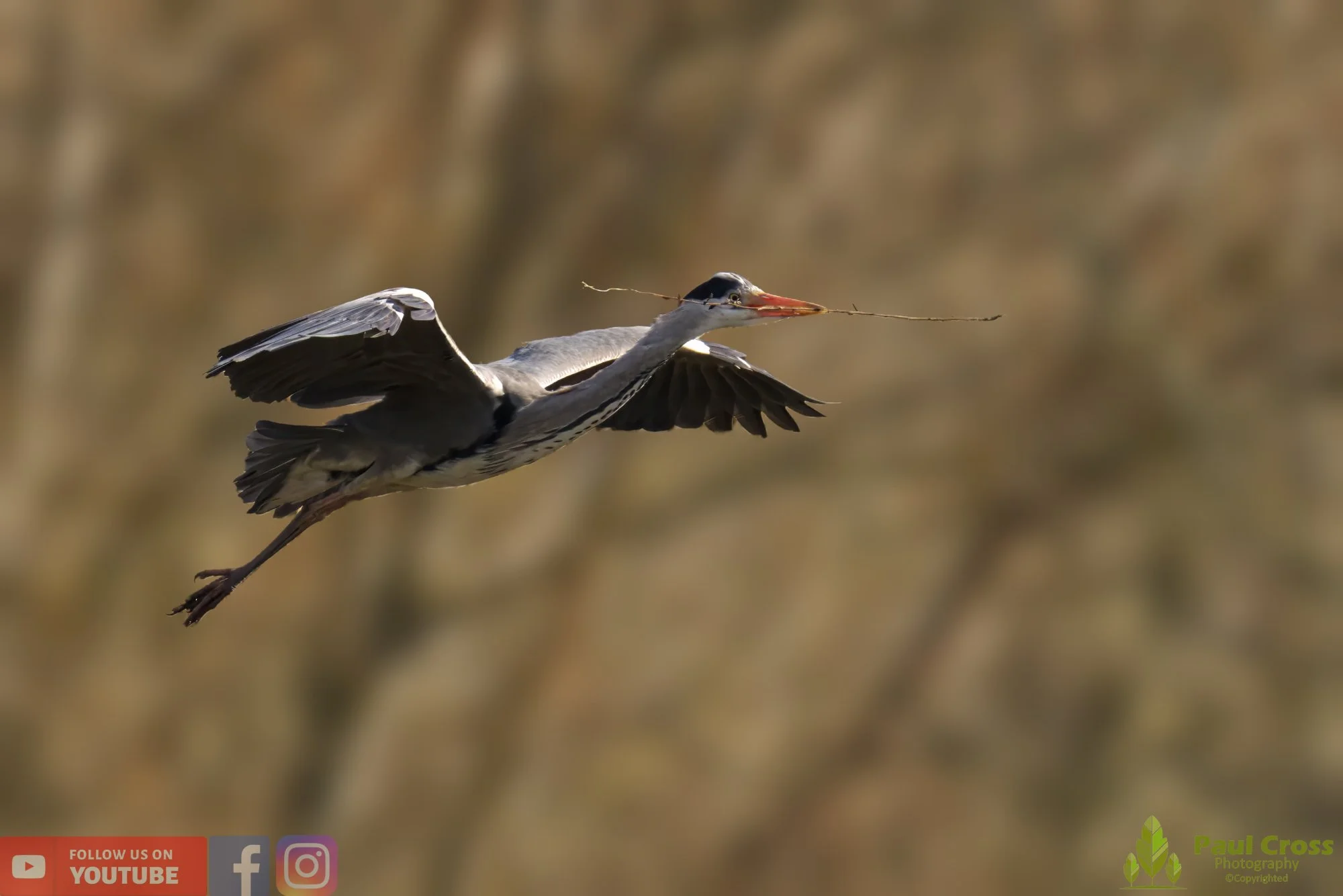 Grey Heron-00543.jpg