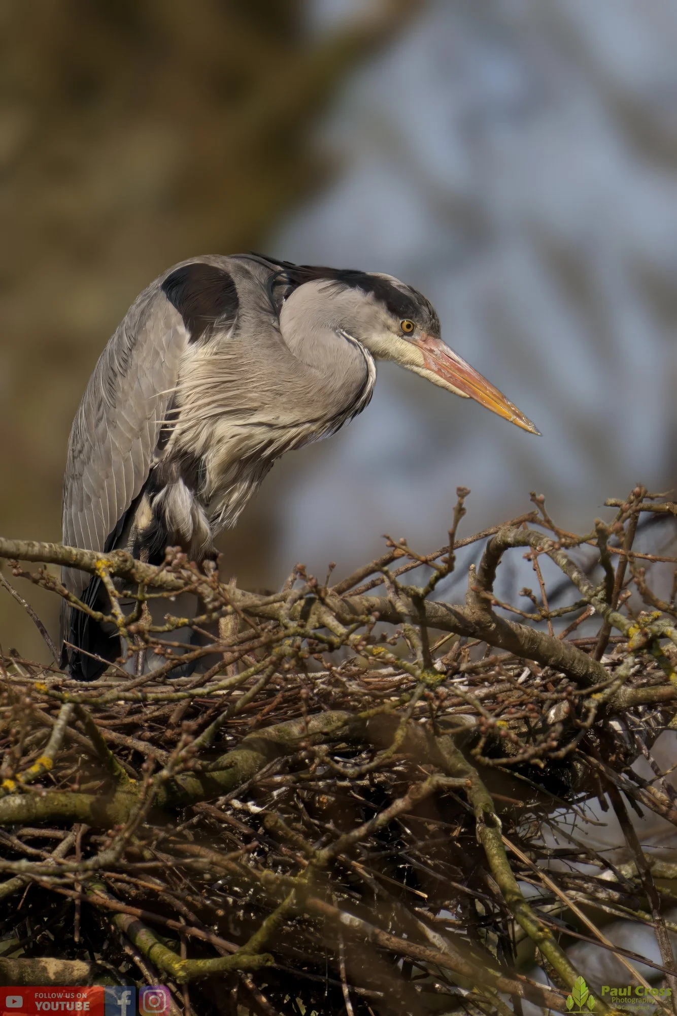 Grey Heron-00544.jpg