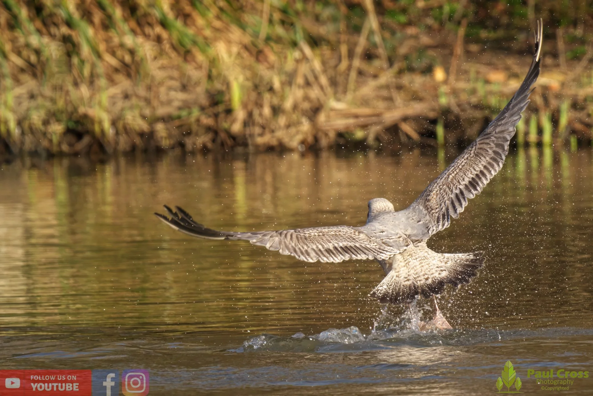 Herring Gull-00383.jpg