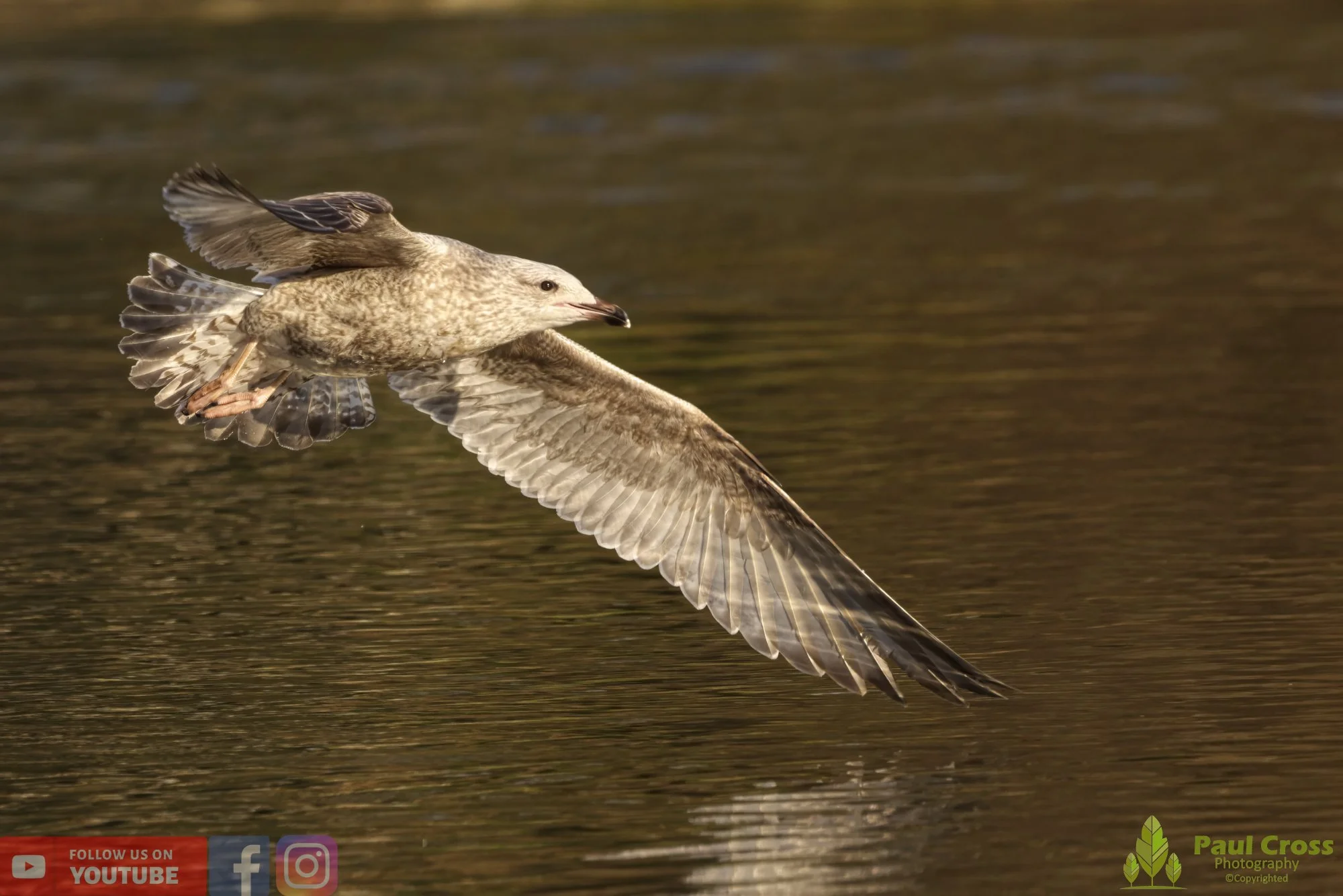 Herring Gull-00385.jpg