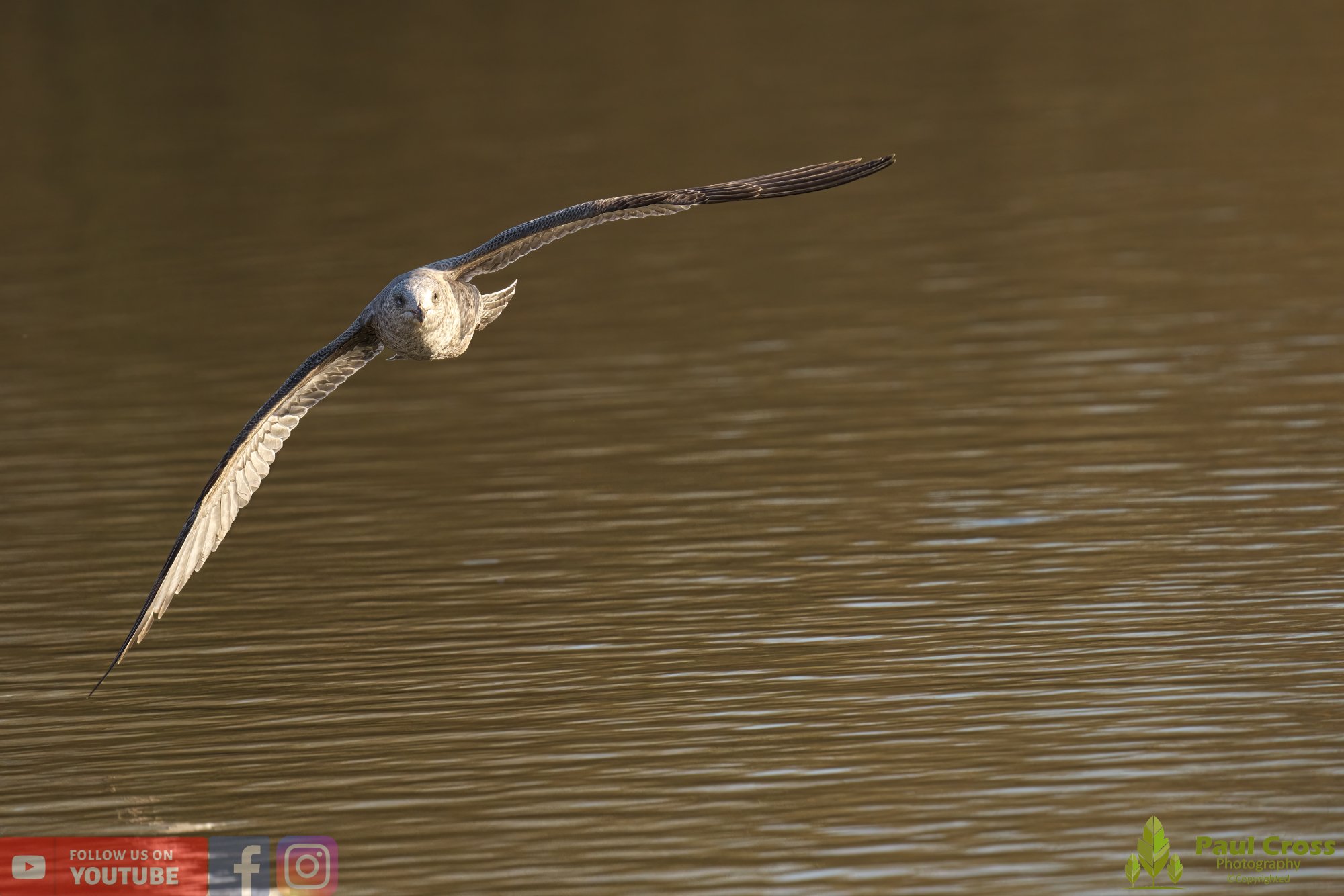 Herring Gull-00387.jpg