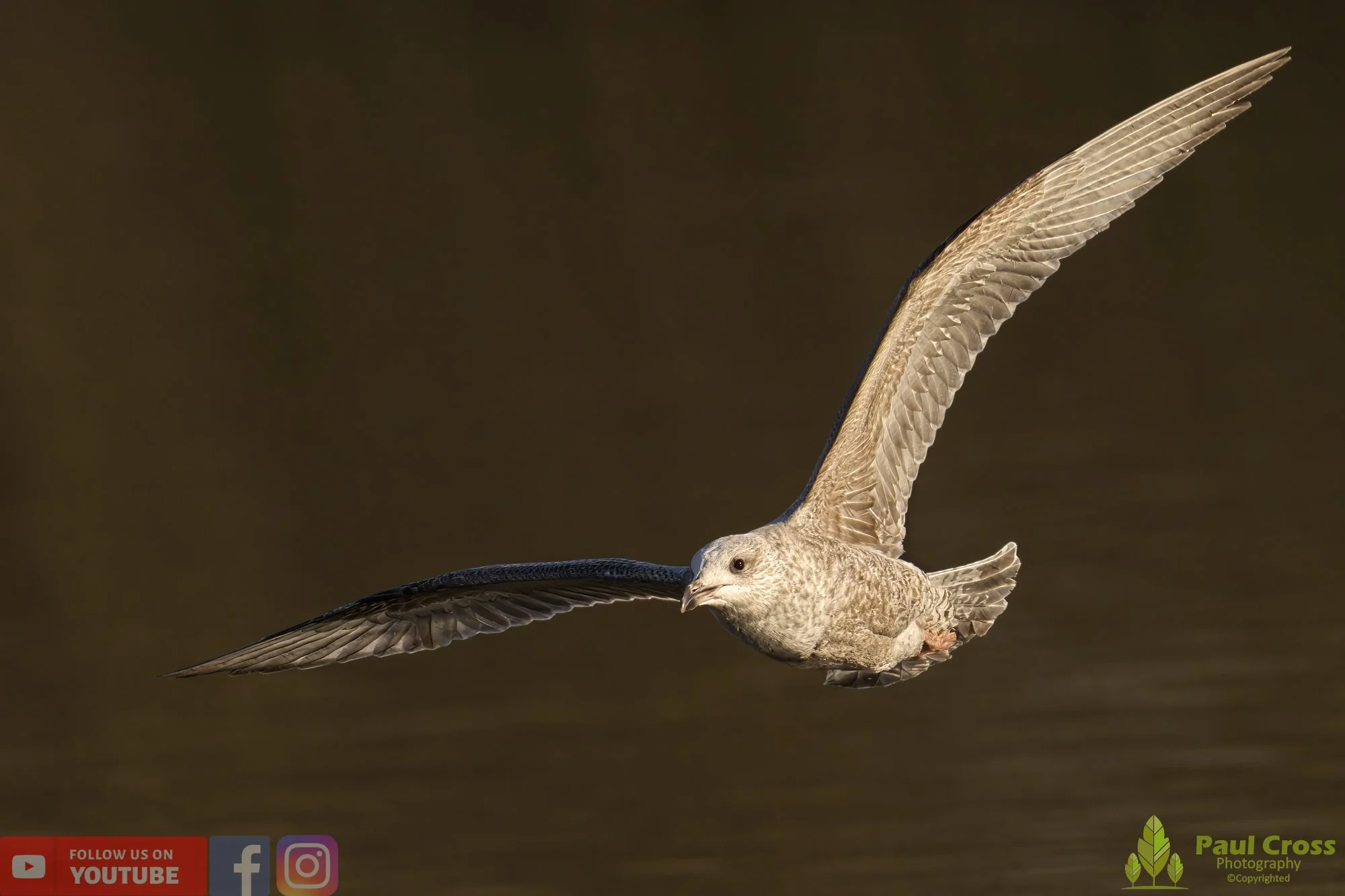 Herring Gull-00388.jpg