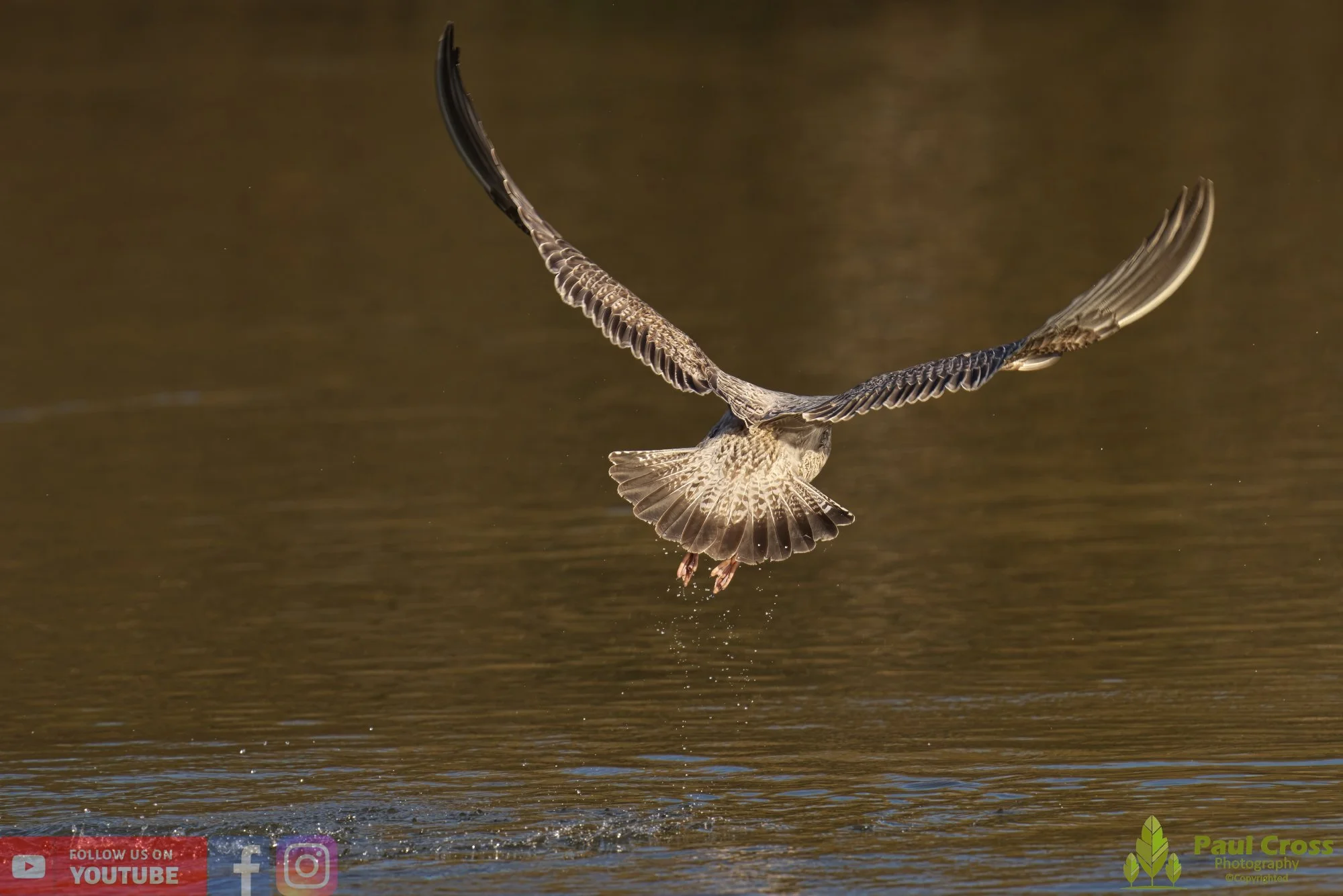 Herring Gull-00390.jpg