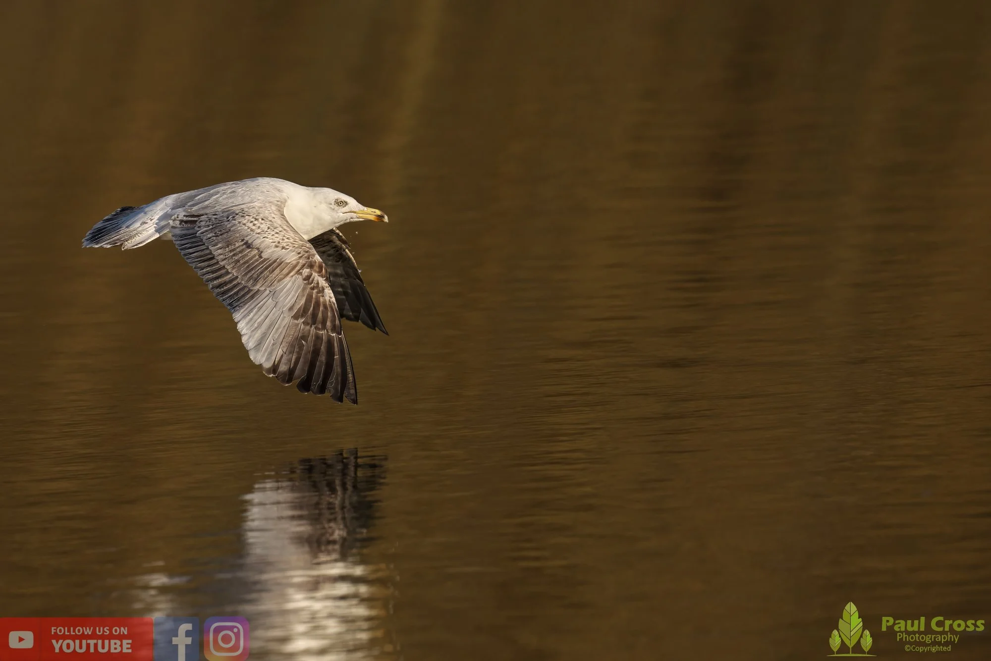 Herring Gull-00391.jpg