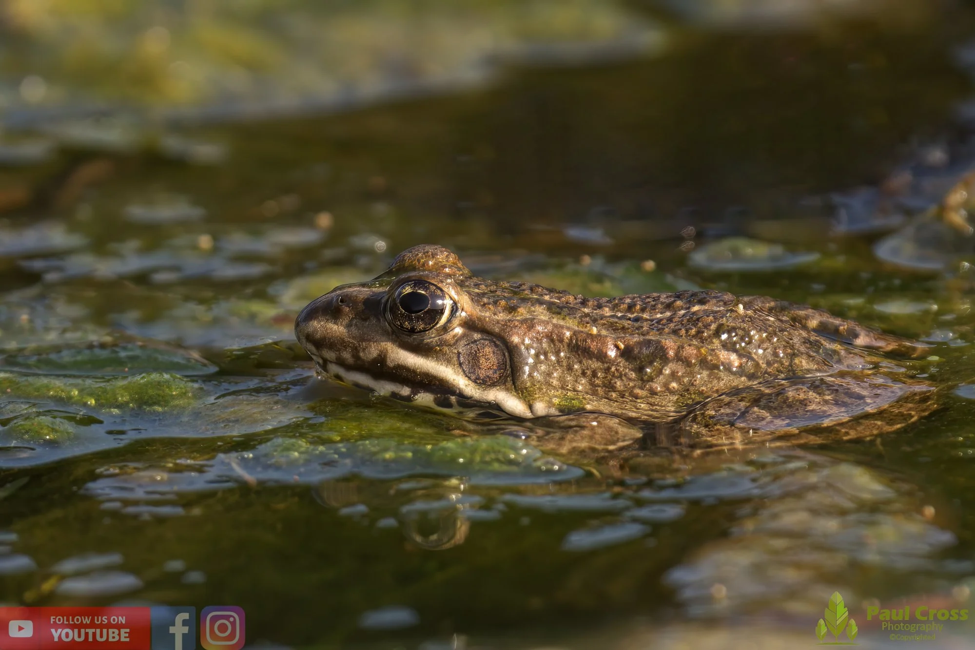 Marsh Frog-00045.jpg