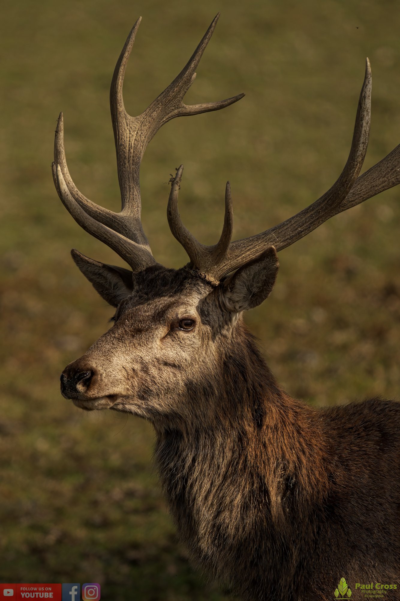 Red Deer-00032.jpg