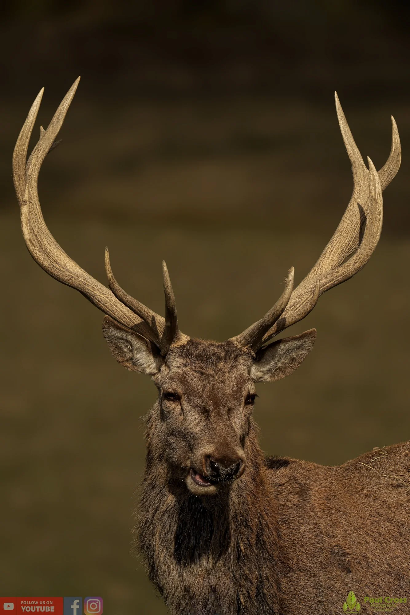 Red Deer-00033.jpg