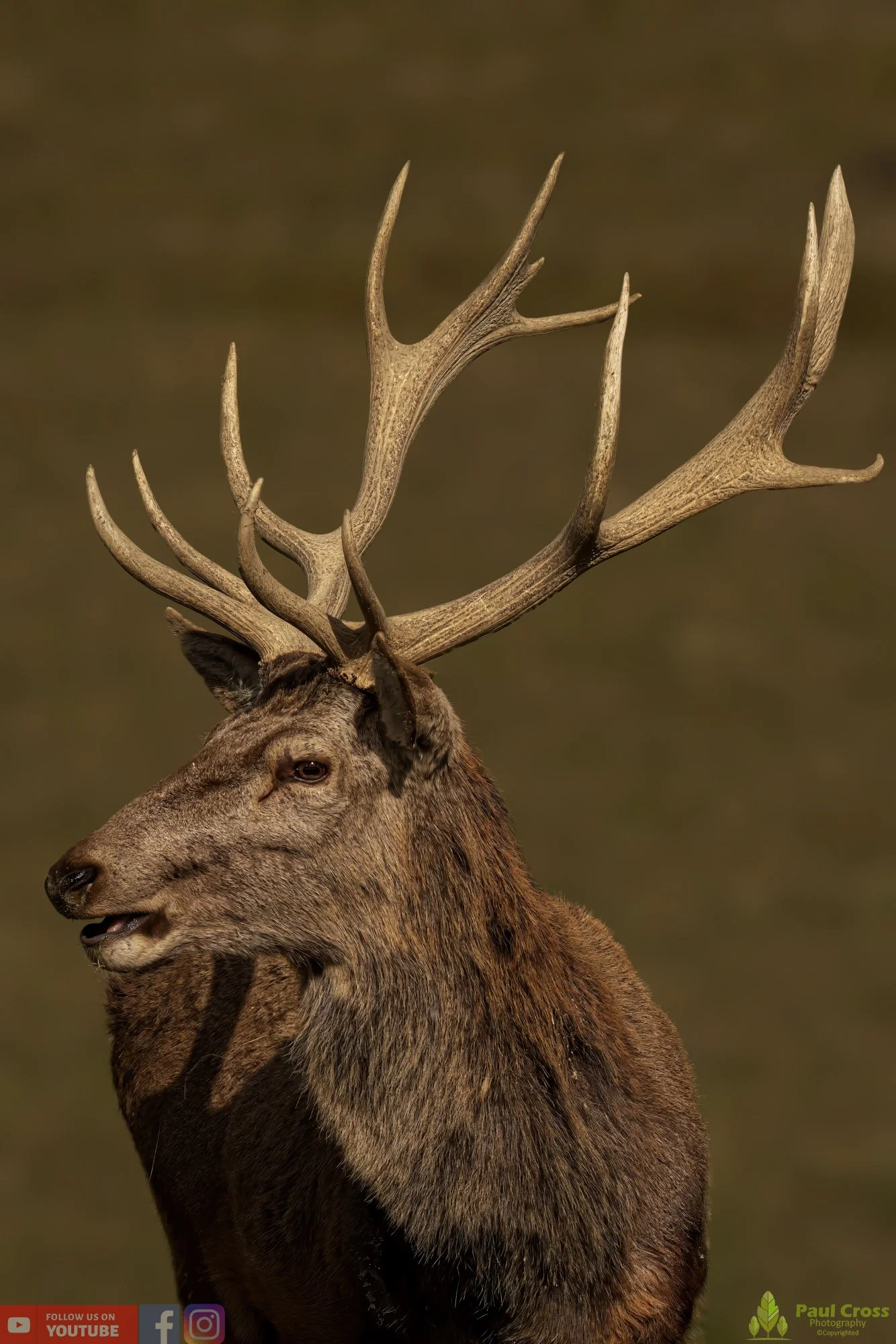 Red Deer-00035.jpg