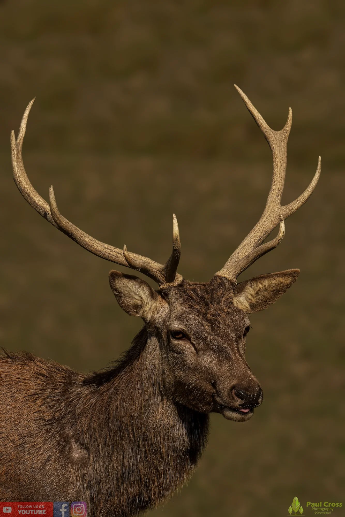 Red Deer-00036.jpg