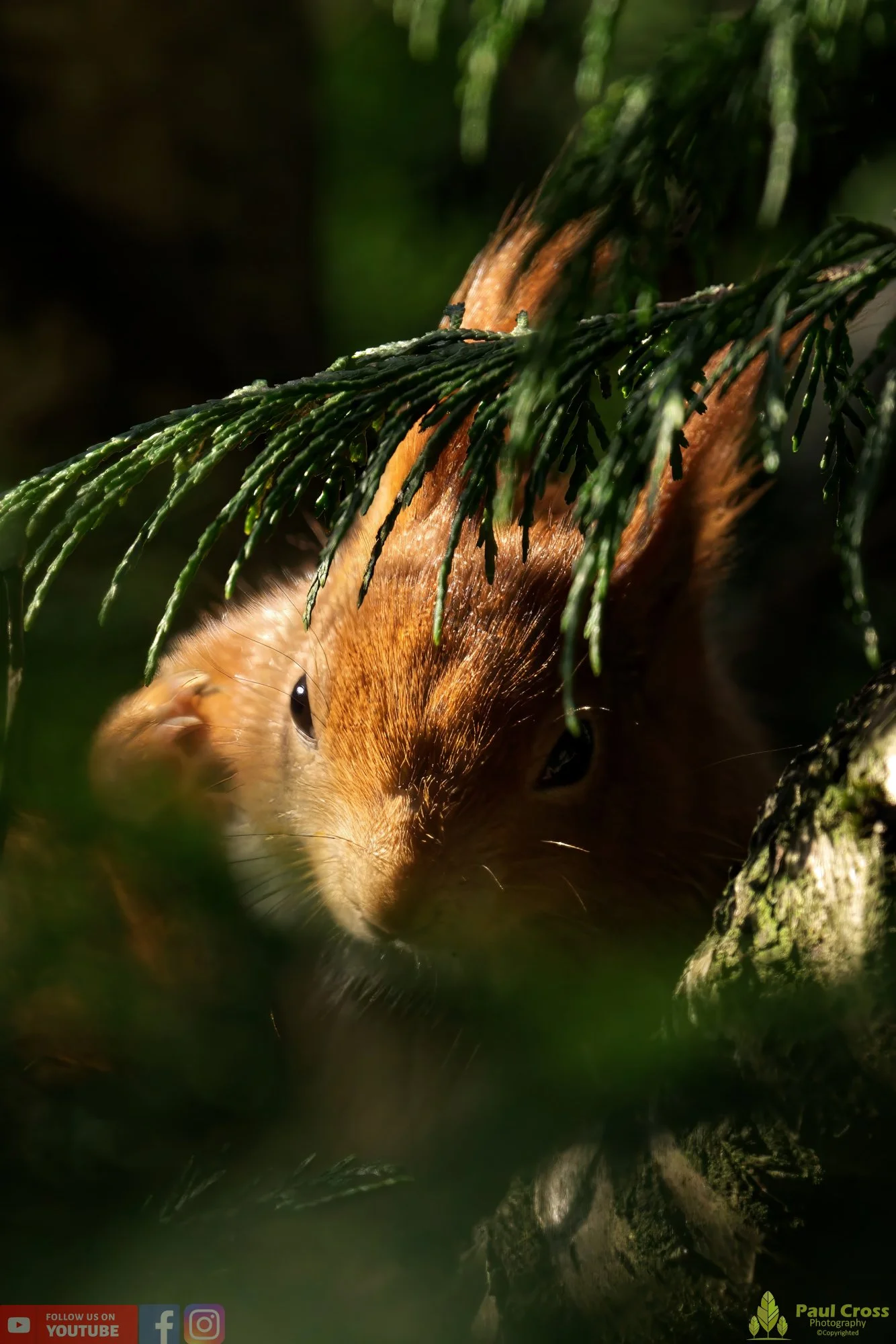 Red Squirrel-00023.jpg