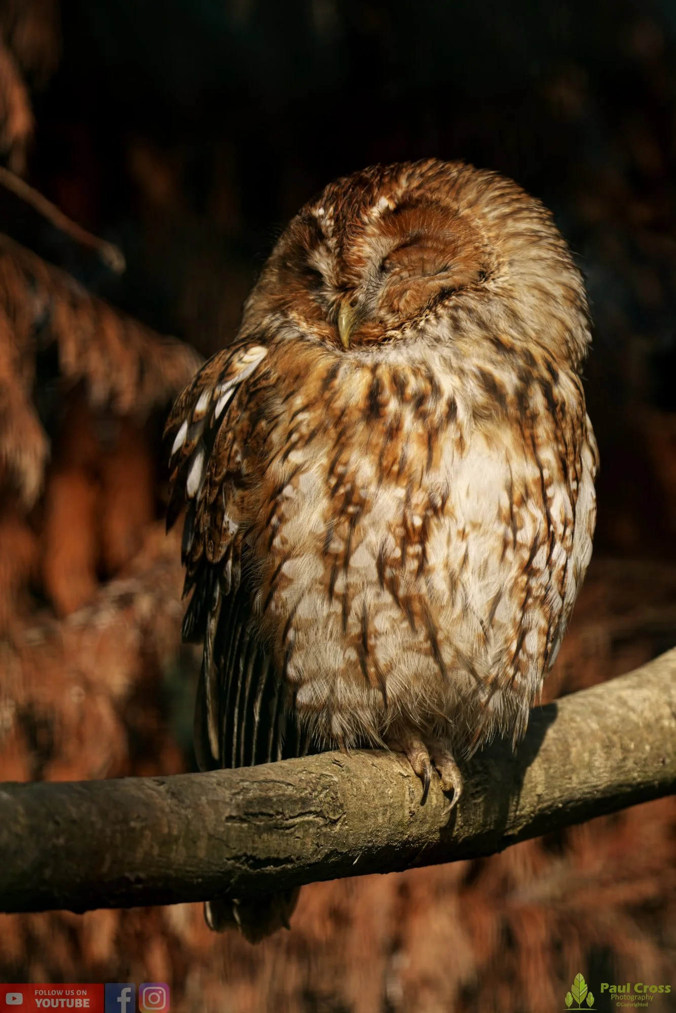Tawny Owl-00008.jpg
