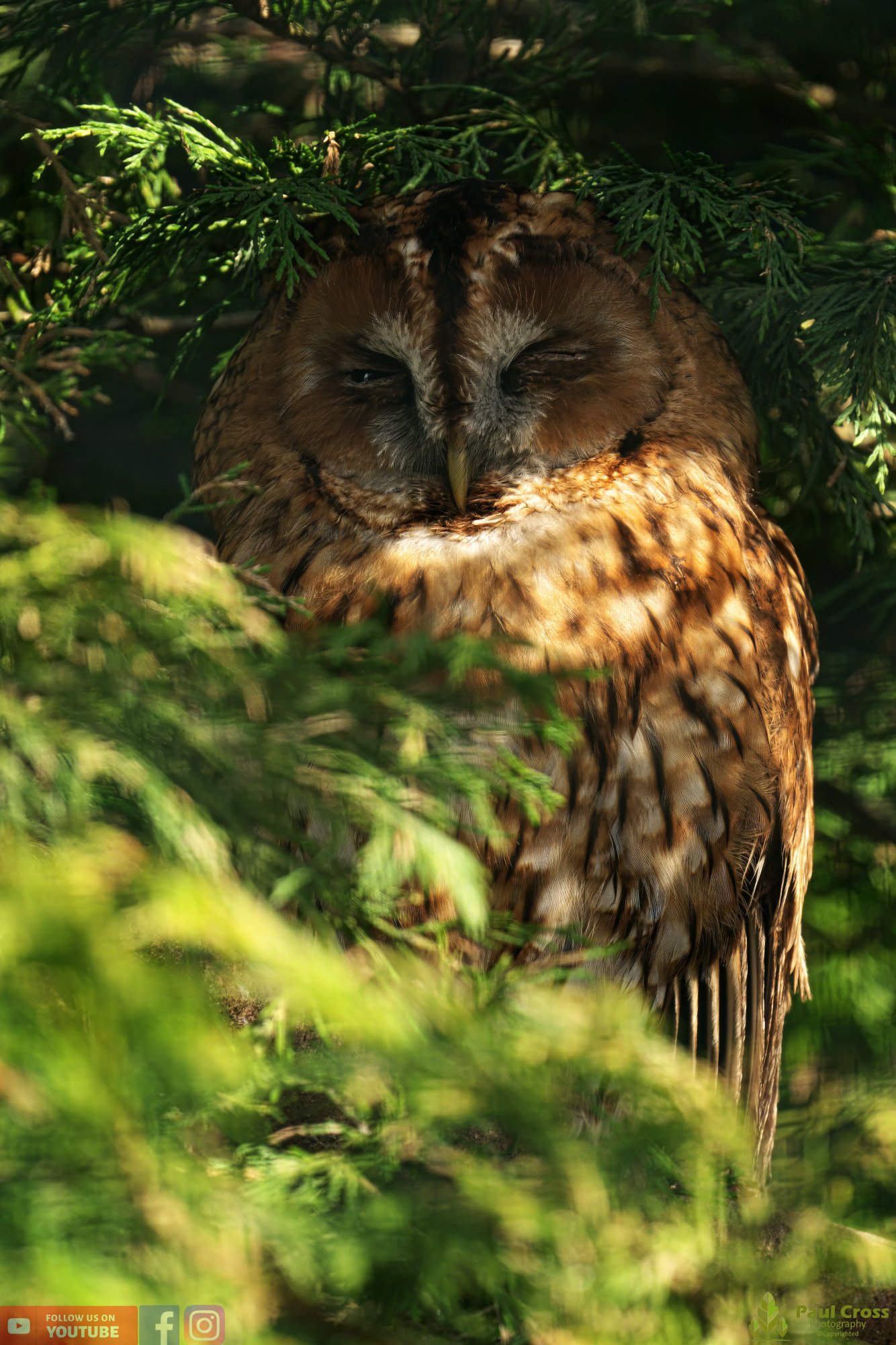 Tawny Owl-00009.jpg