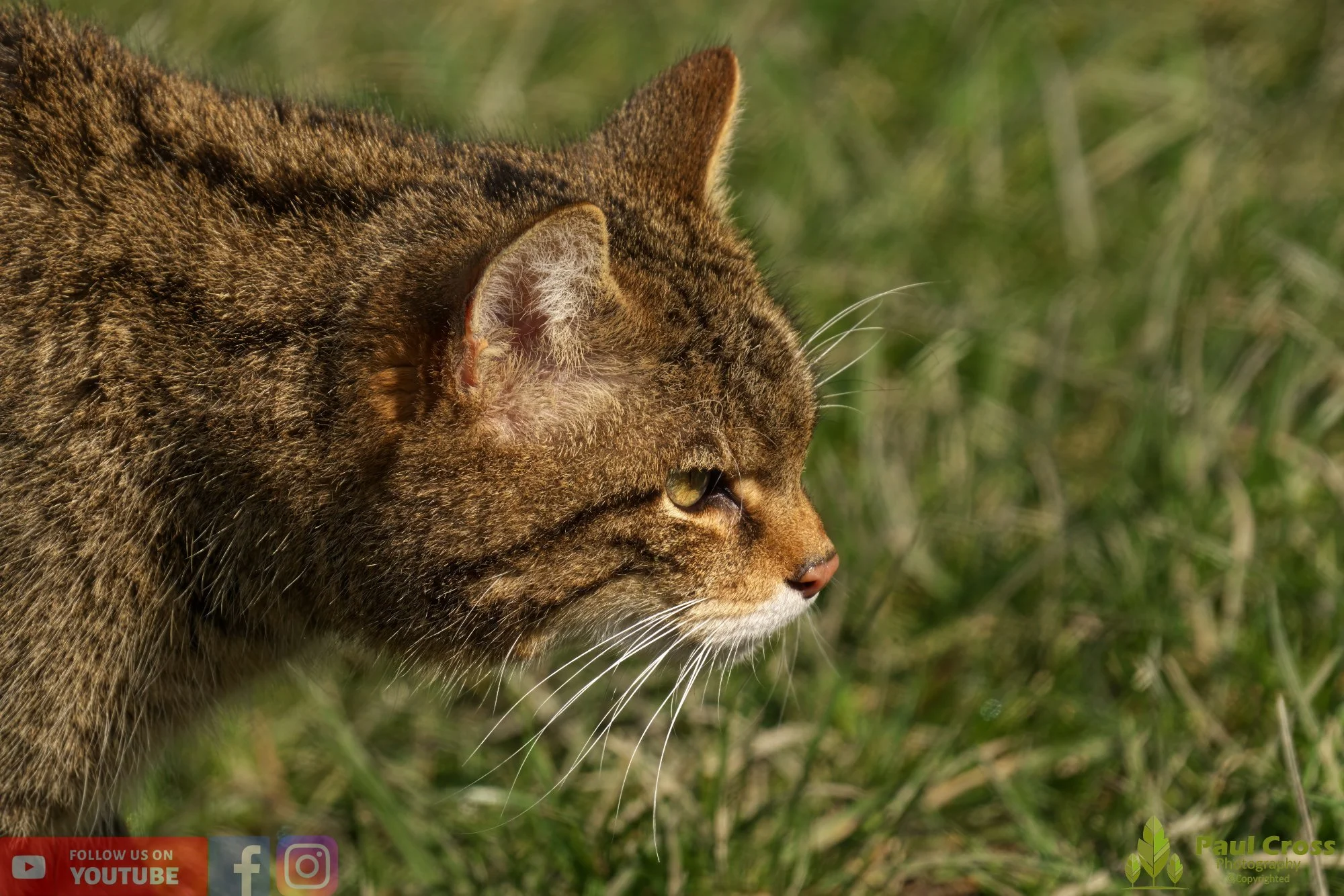 Wildcat-00031.jpg