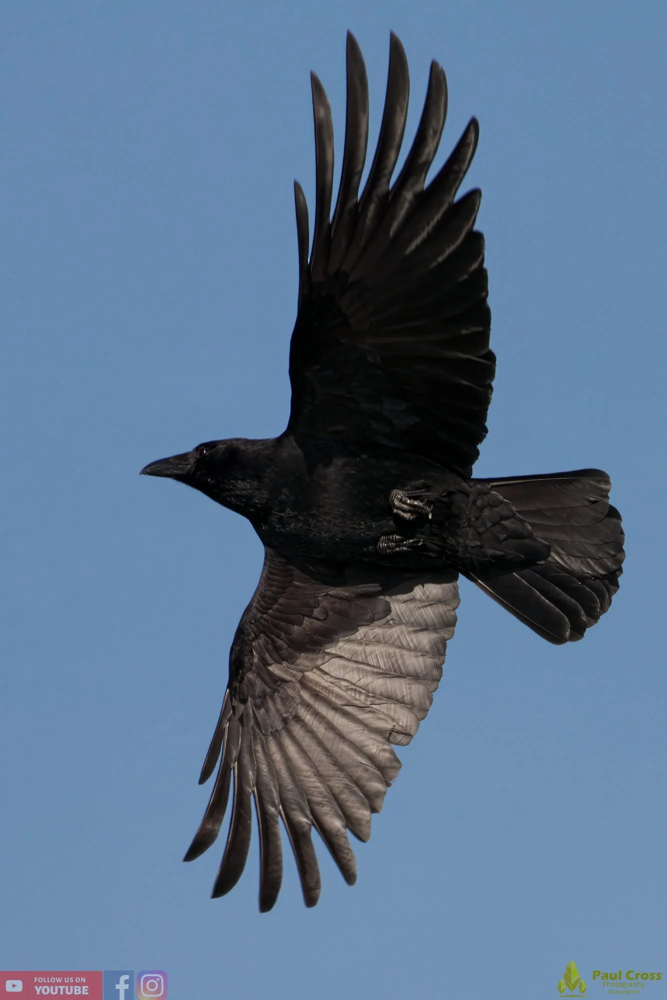 Carrion Crow-00120.jpg