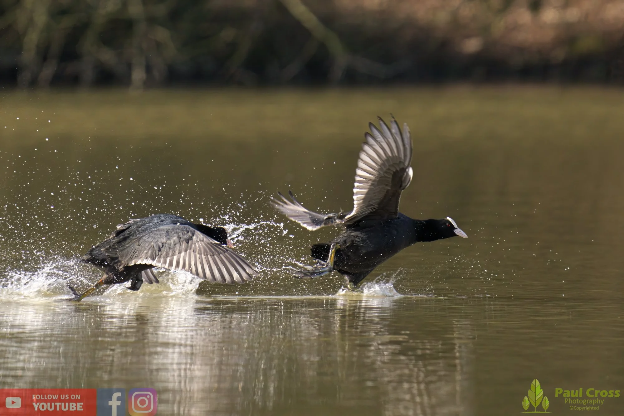 Coot-00345.jpg
