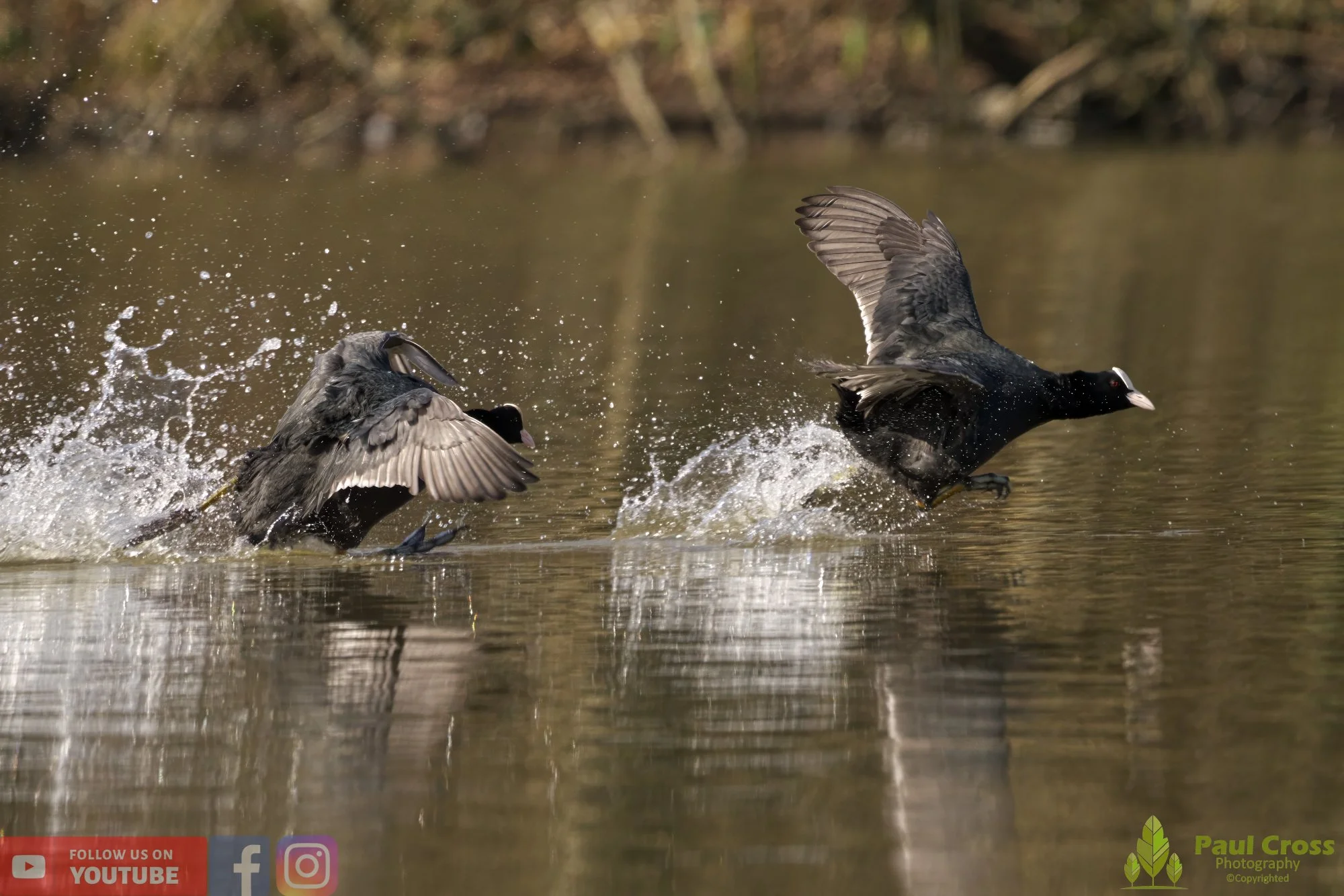Coot-00350.jpg
