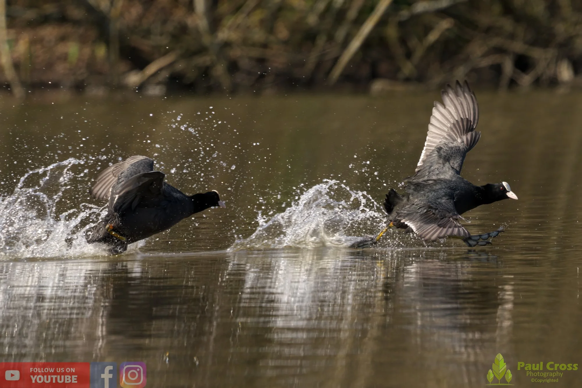 Coot-00351.jpg
