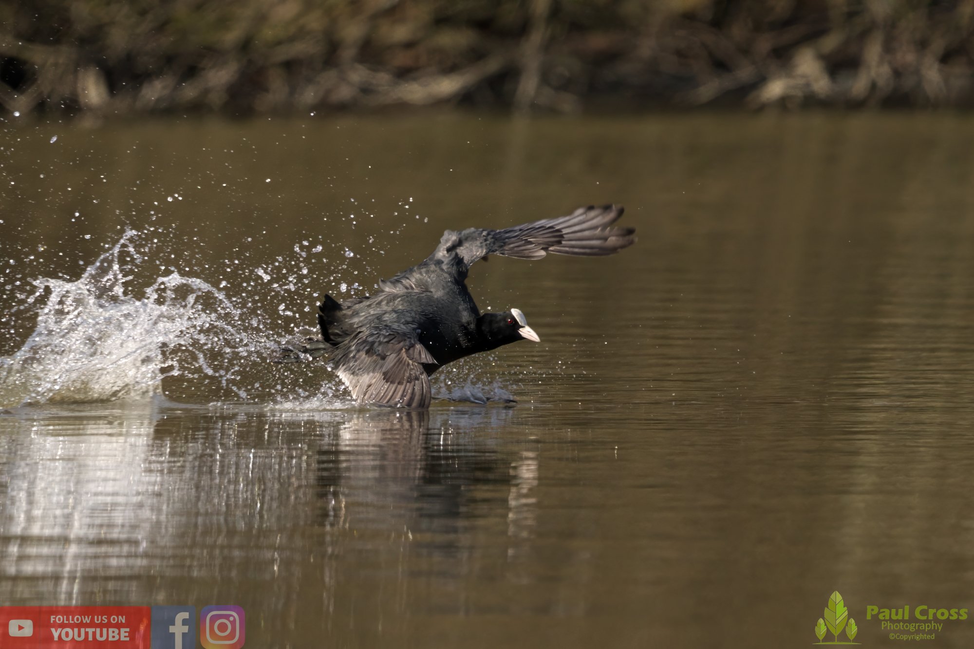 Coot-00352.jpg