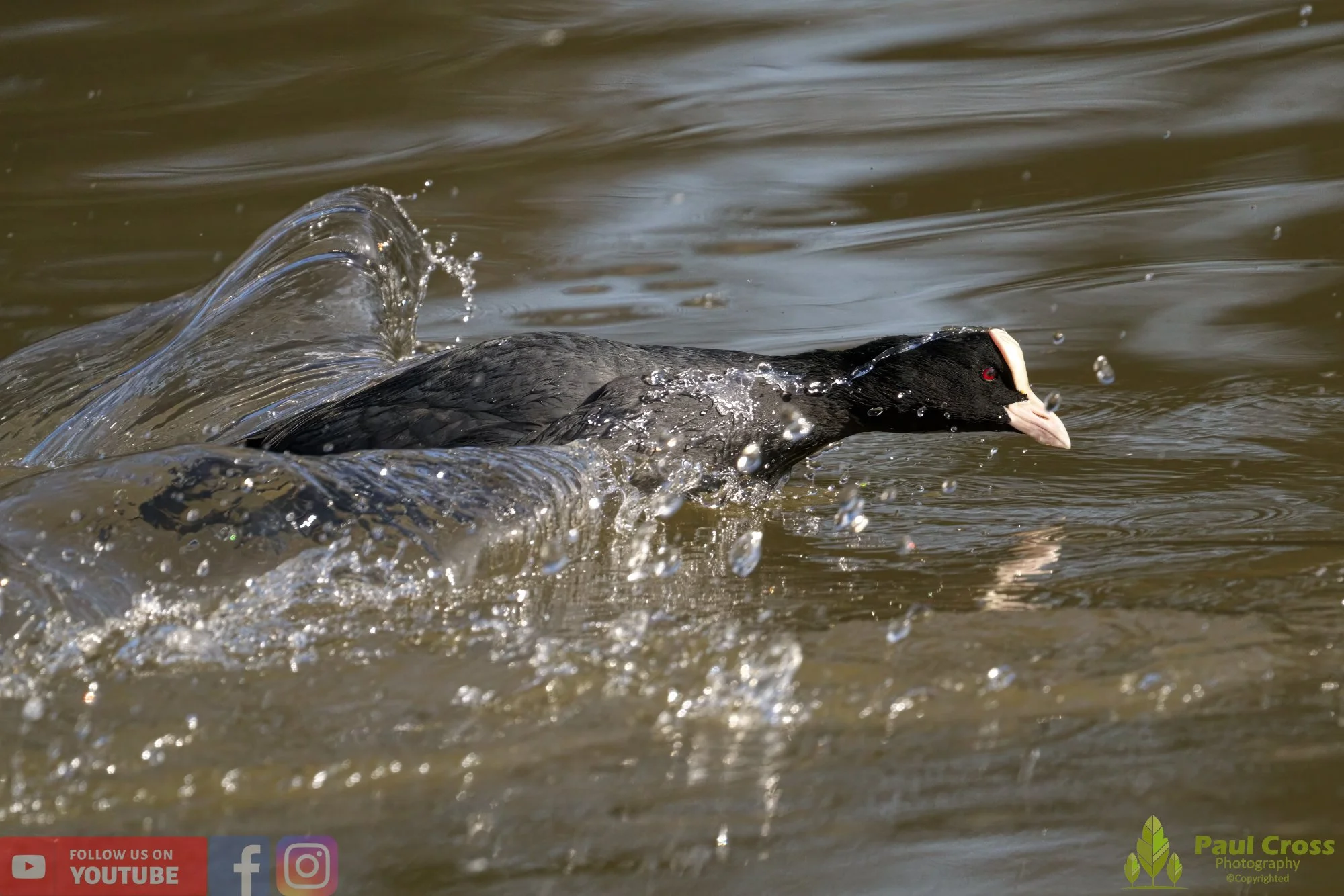 Coot-00355.jpg