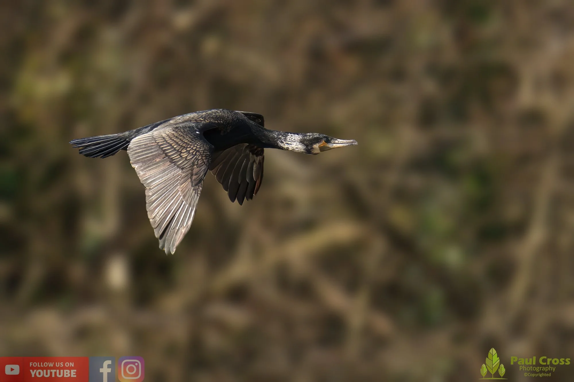 Cormorant-00274.jpg