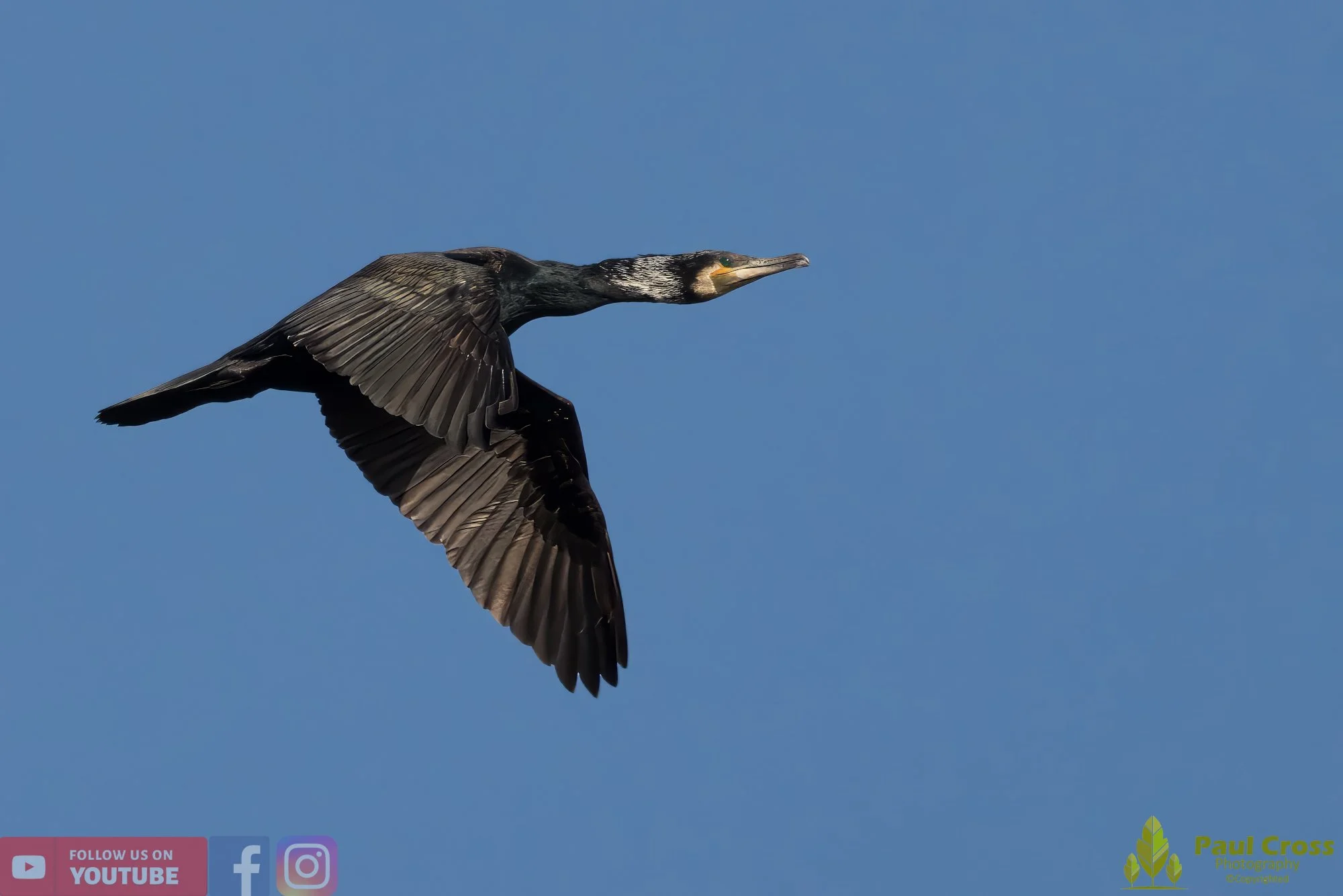 Cormorant-00276.jpg