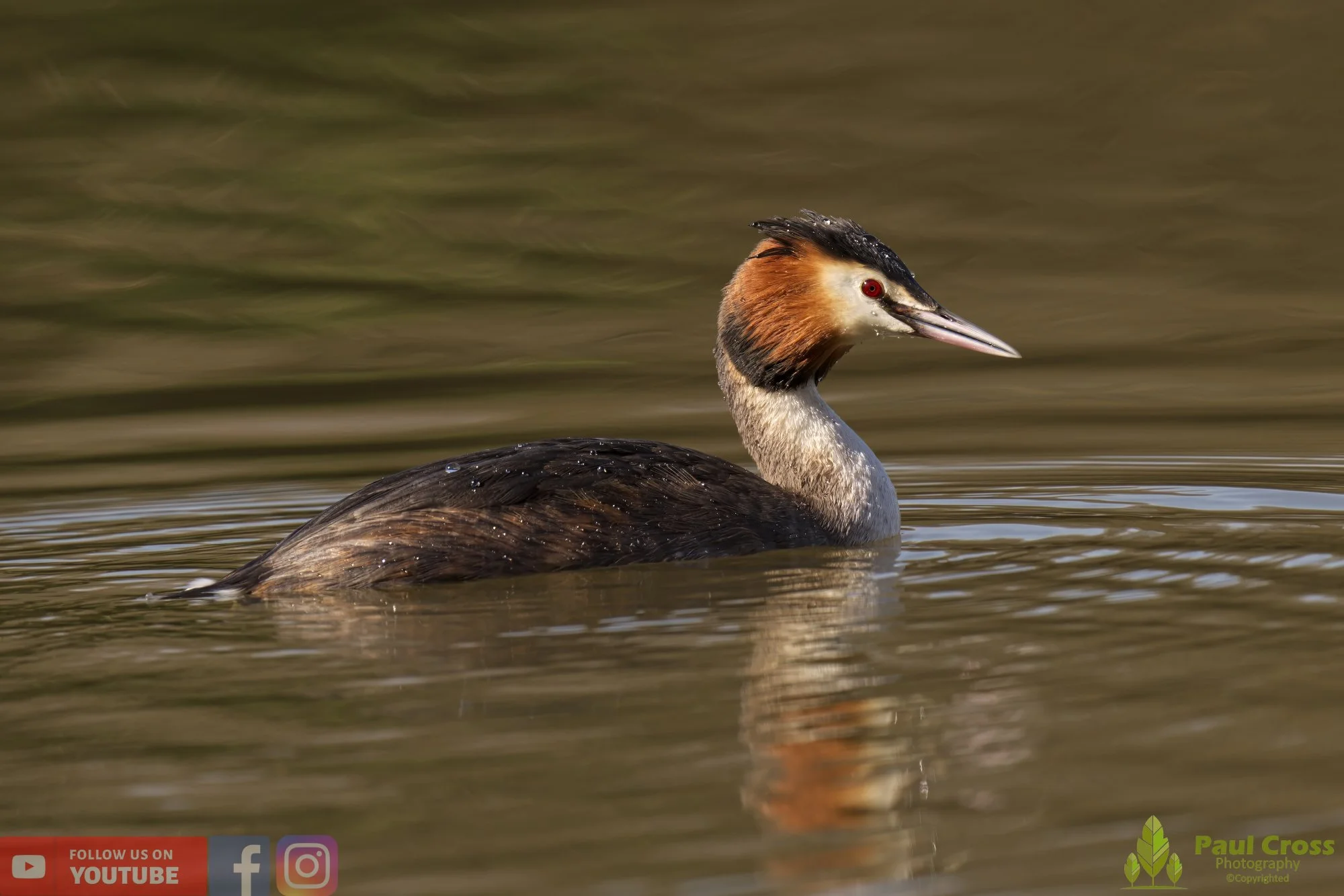 Great Crested Grebe-00718.jpg