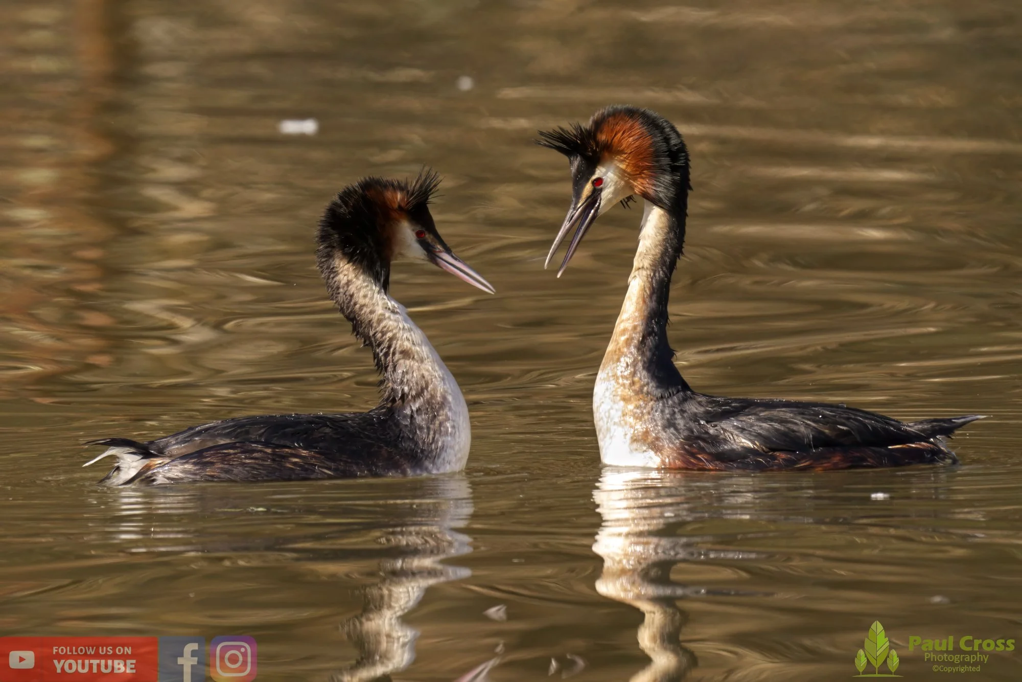 Great Crested Grebe-00719.jpg