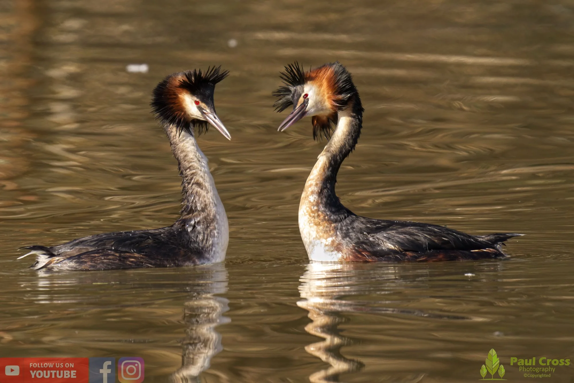 Great Crested Grebe-00720.jpg