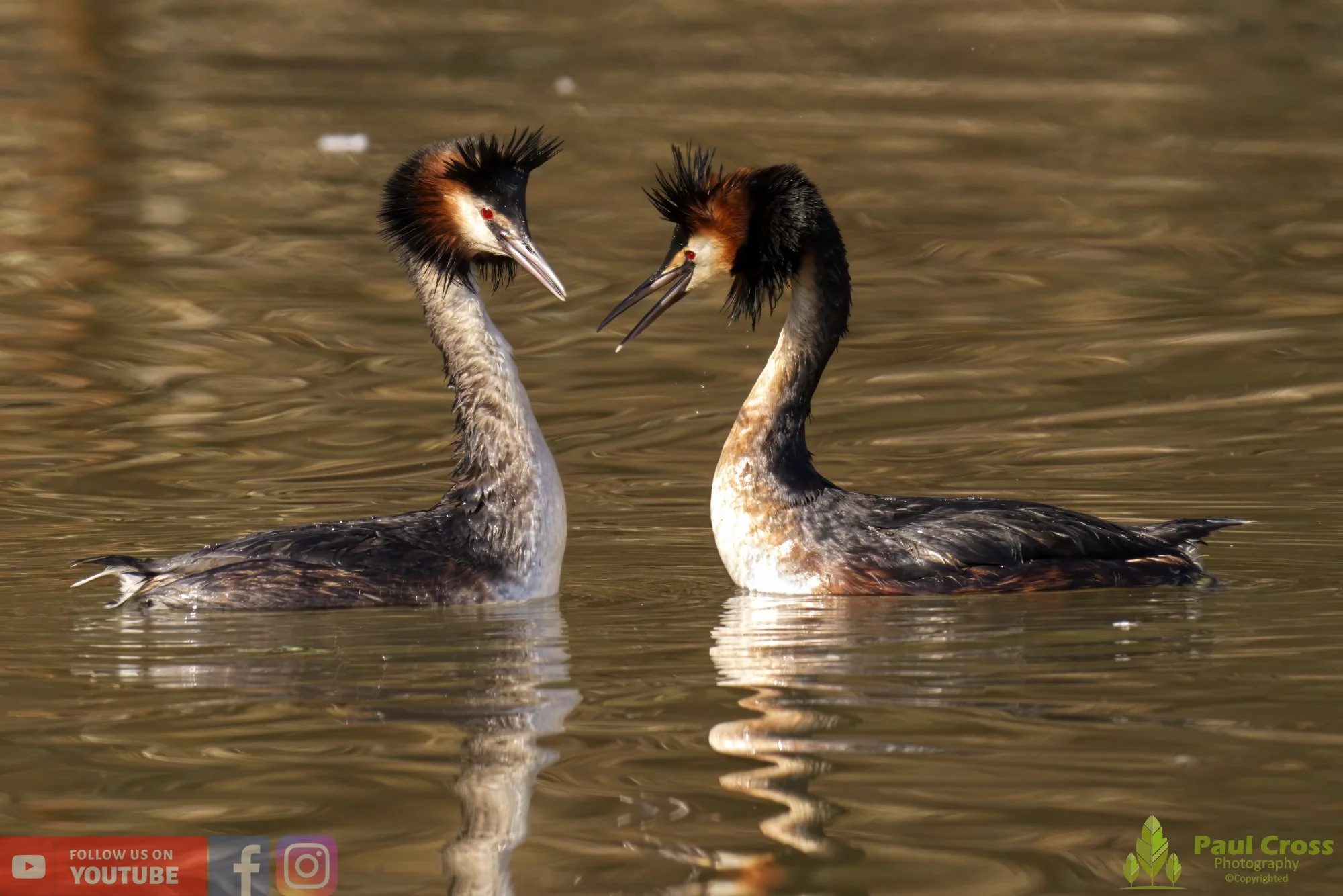 Great Crested Grebe-00722.jpg