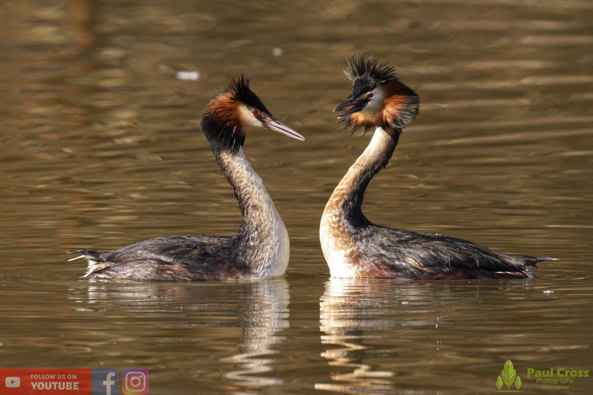 Great Crested Grebe-00723.jpg