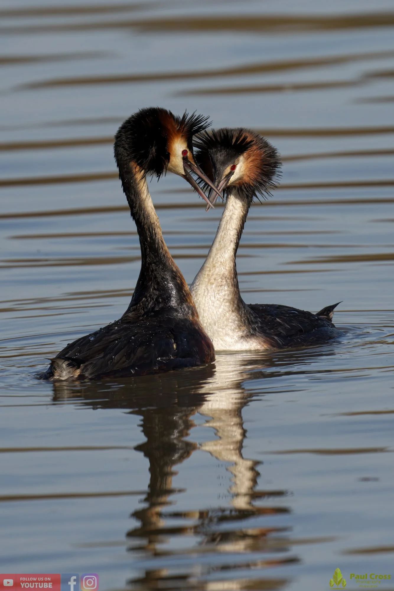 Great Crested Grebe-00726.jpg