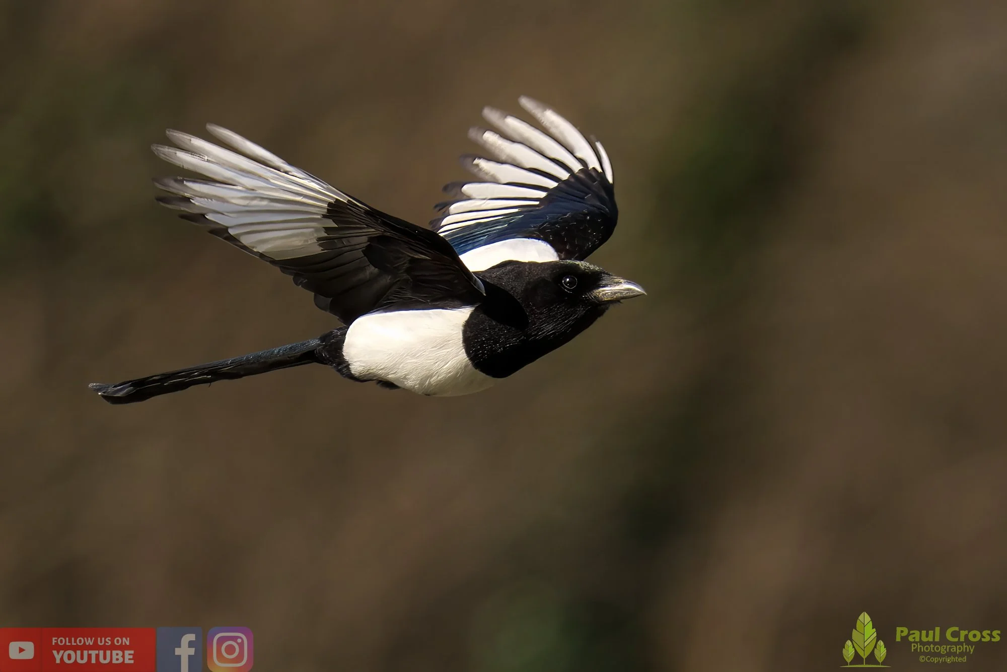 Magpie-00056.jpg