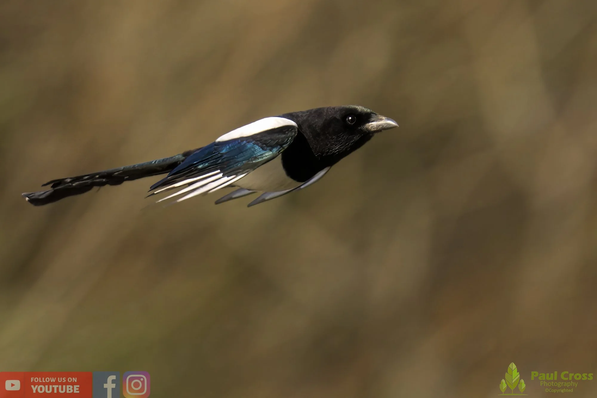 Magpie-00058.jpg