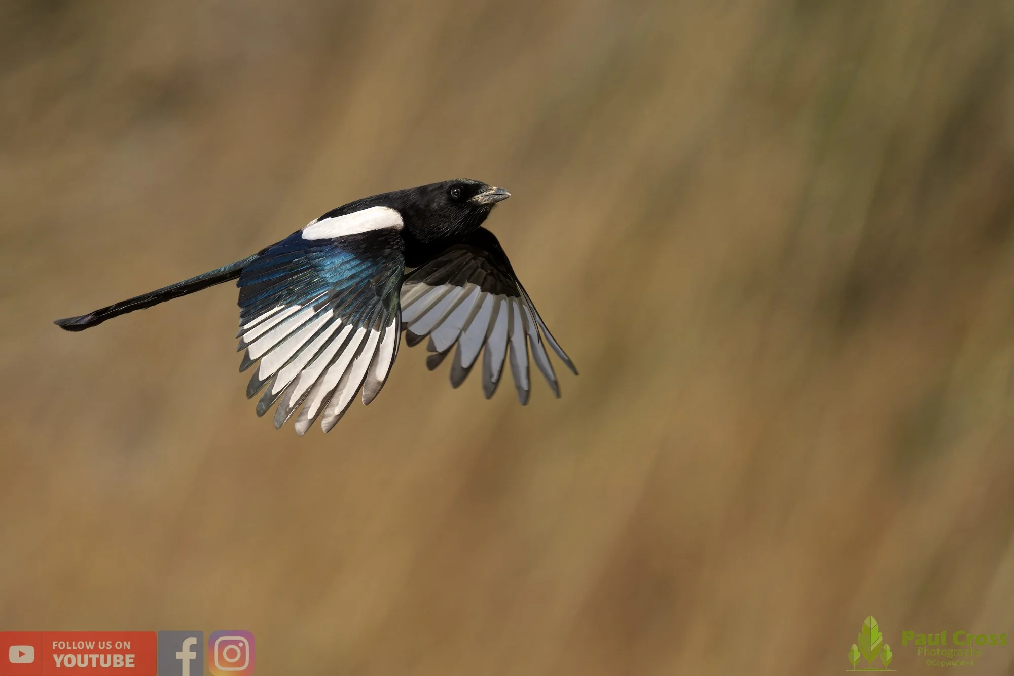 Magpie-00060.jpg