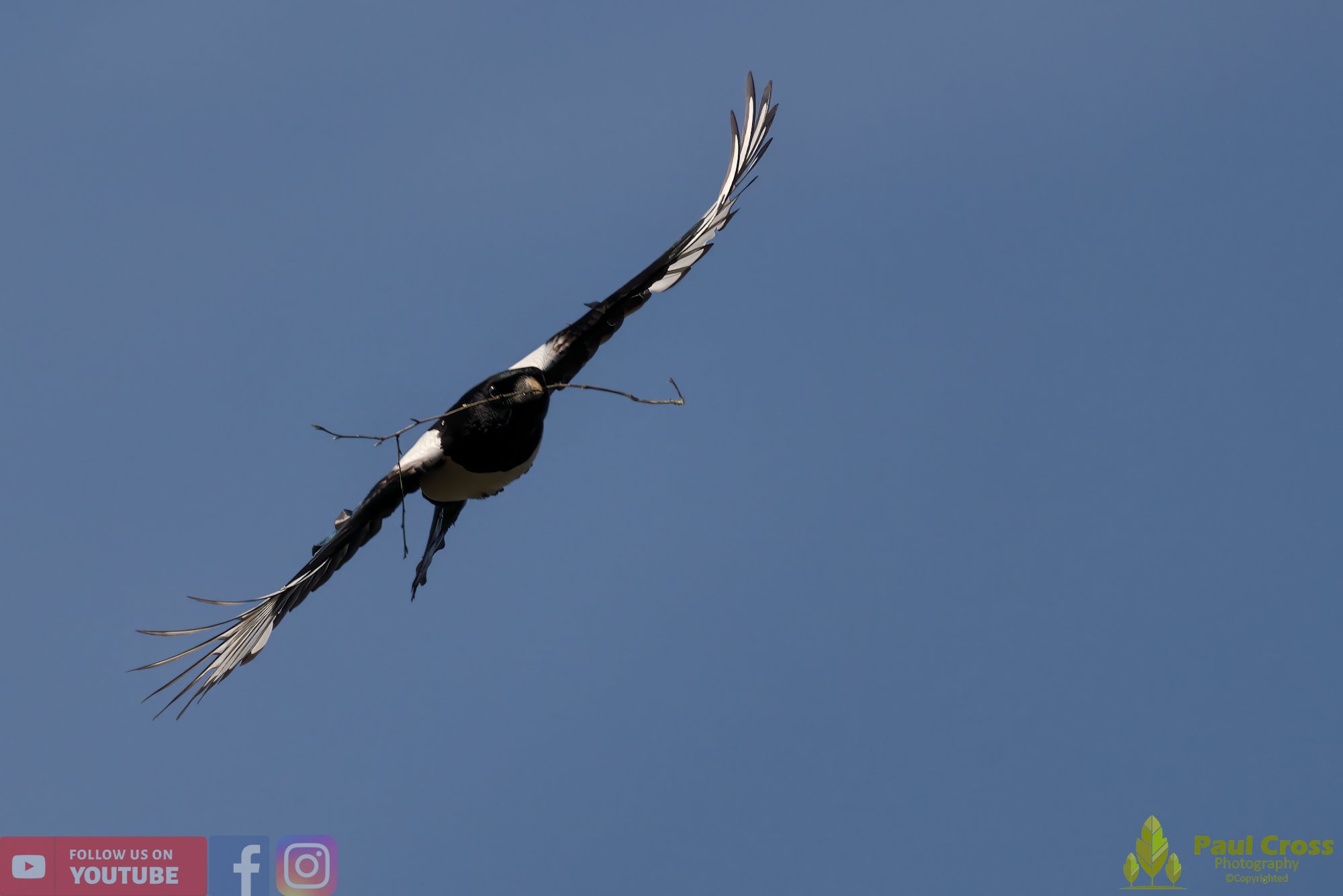 Magpie-00061.jpg
