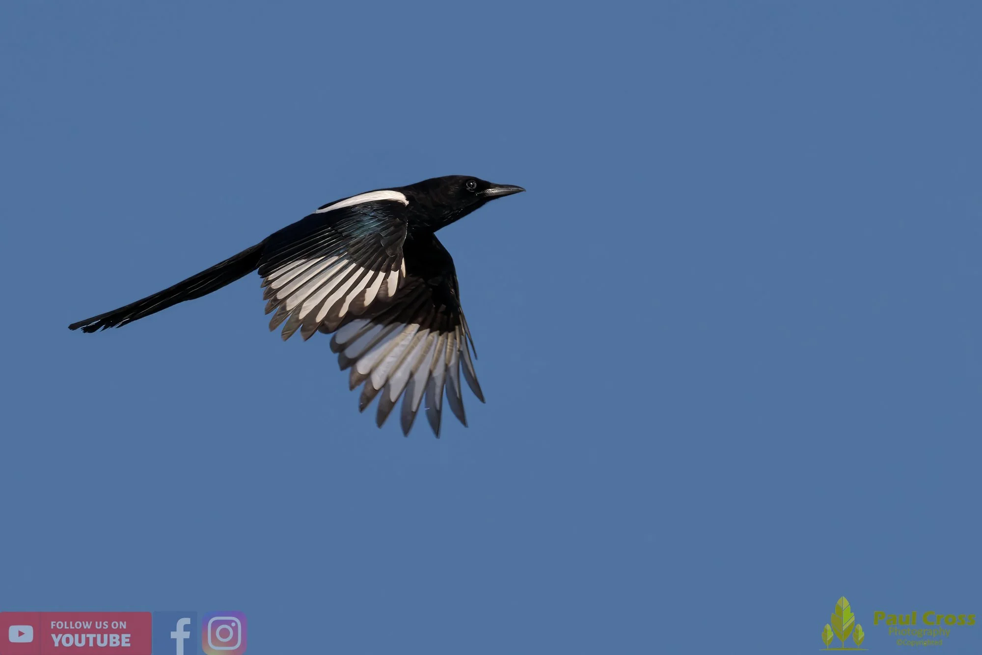 Magpie-00062.jpg