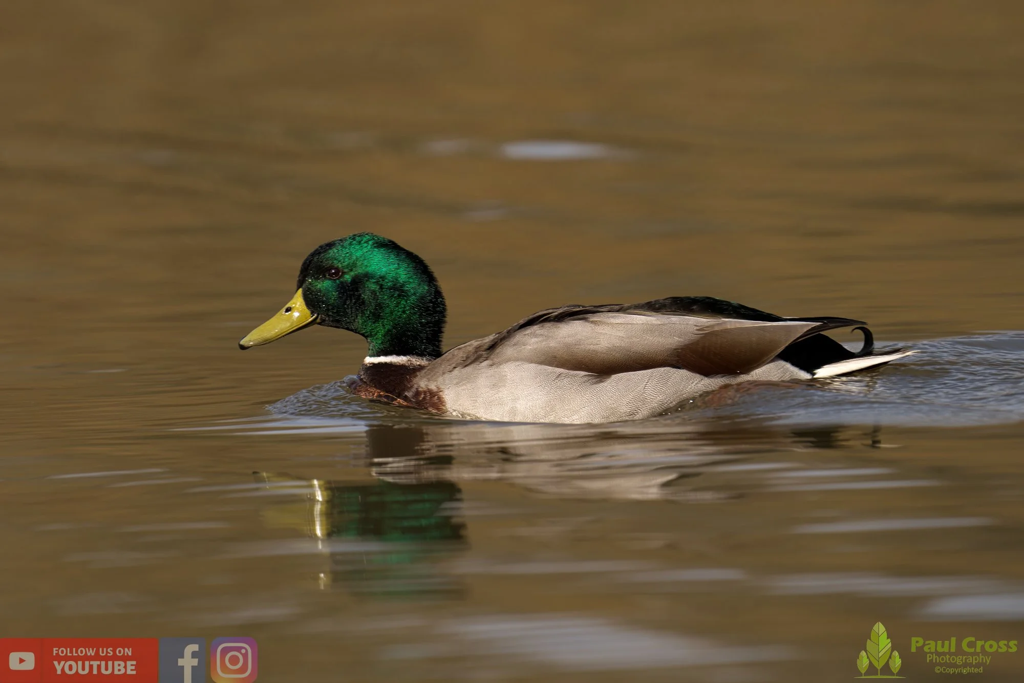 Mallard Duck-00957.jpg