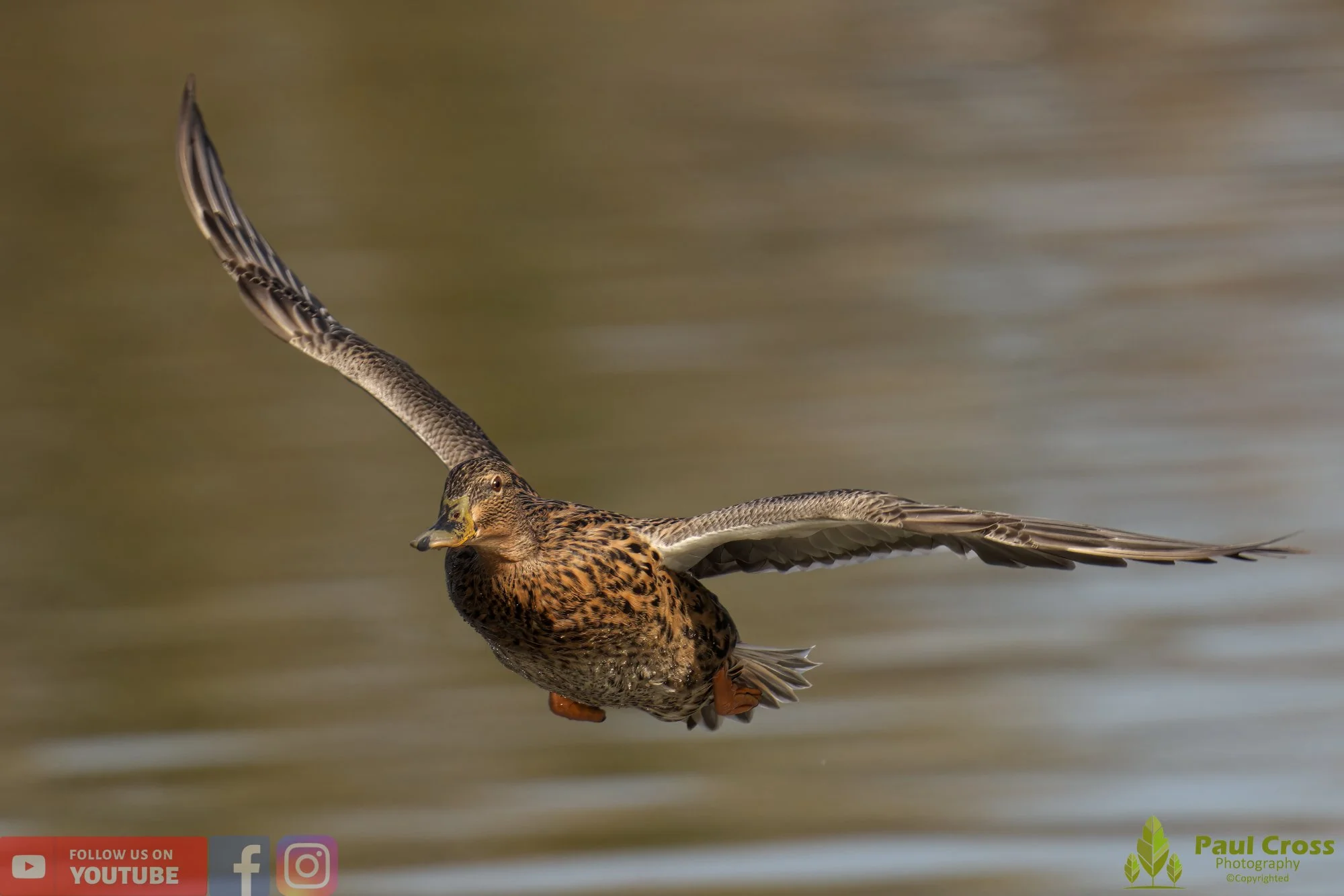 Mallard Duck-00961.jpg