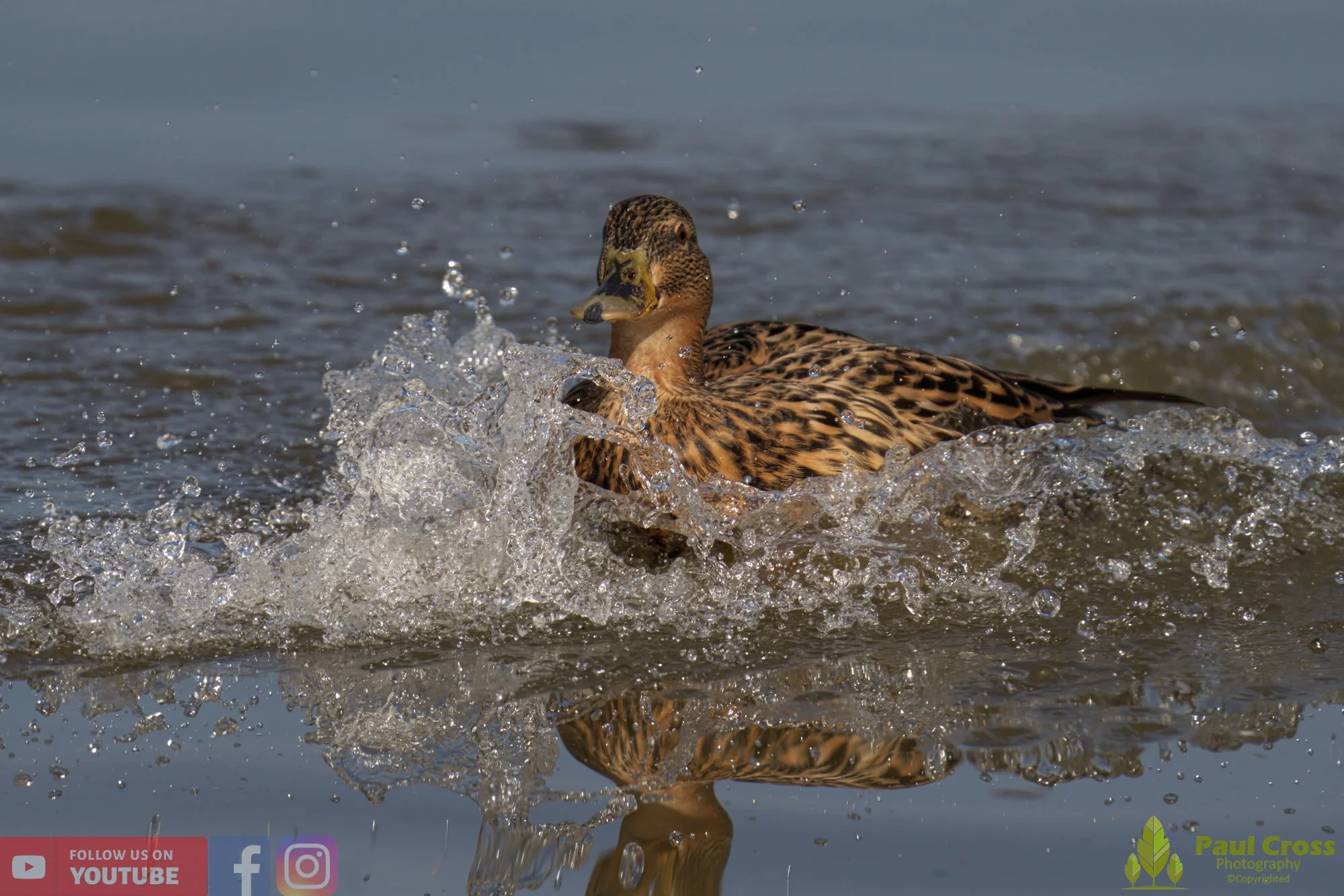 Mallard Duck-00965.jpg