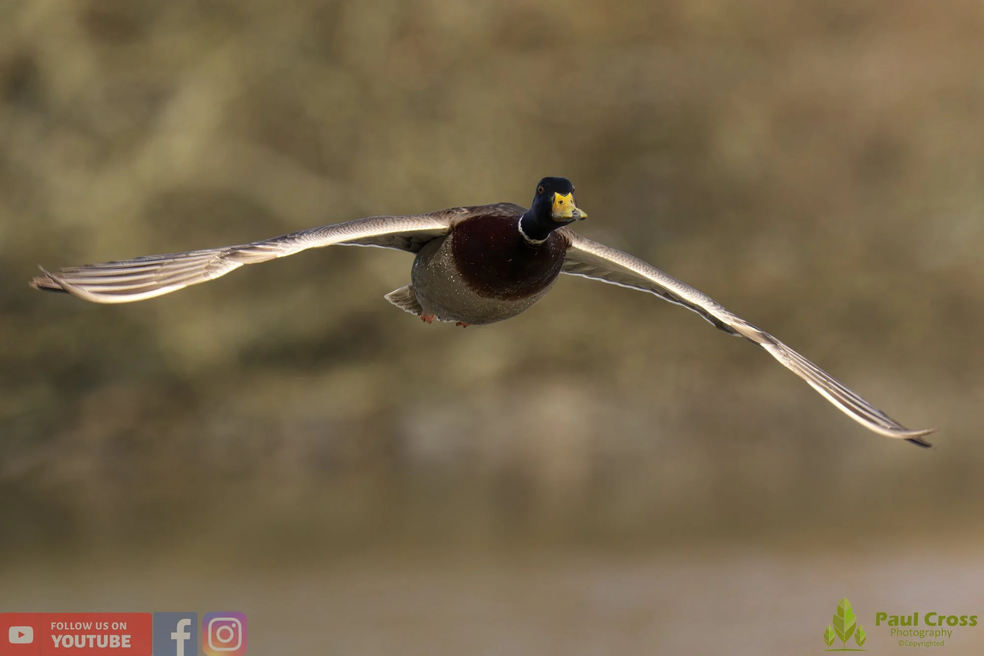 Mallard Duck-00966.jpg