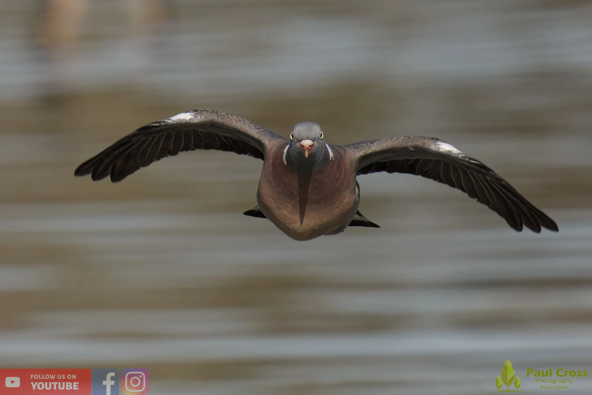 Wood Pigeon-00144.jpg