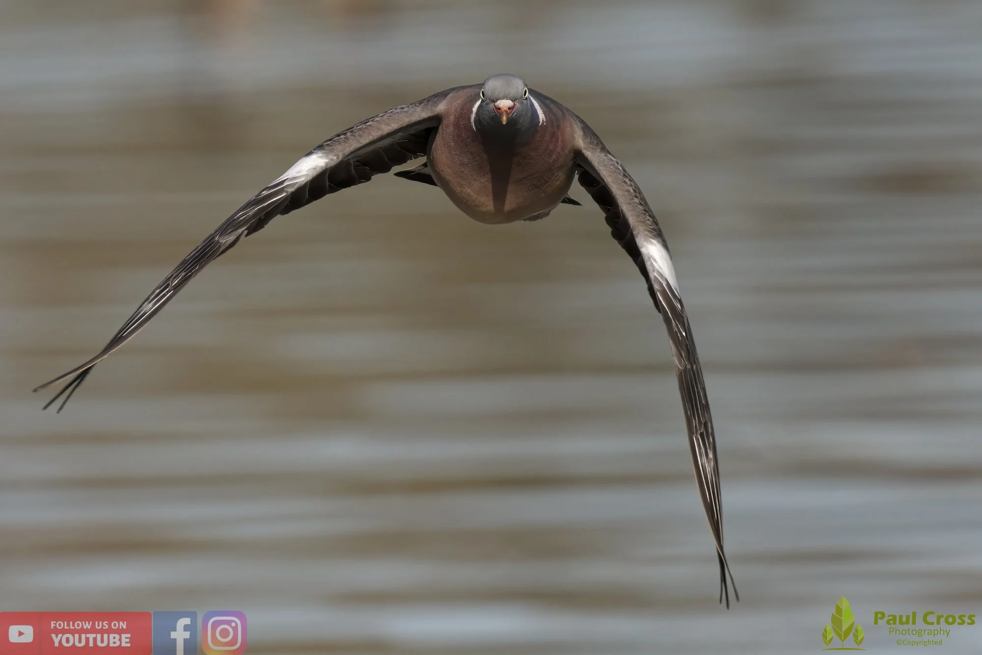 Wood Pigeon-00145.jpg