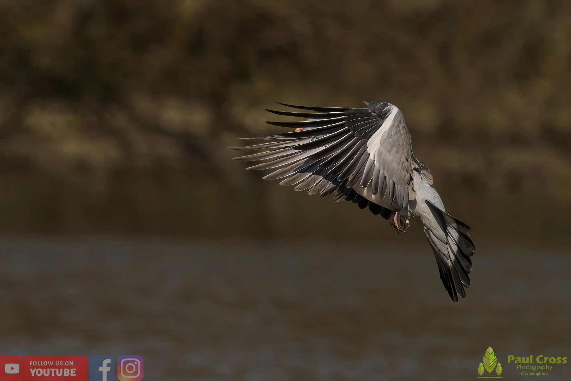Wood Pigeon-00148.jpg