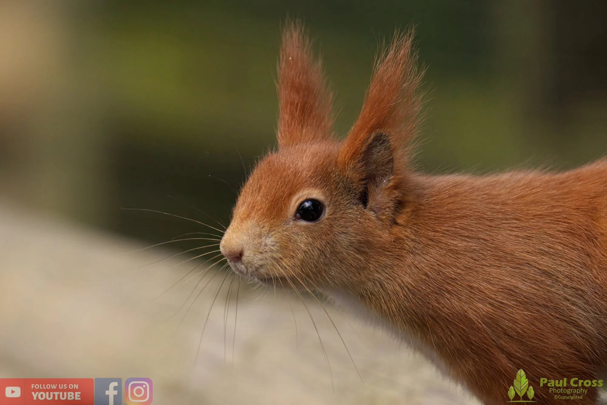 Red Squirrel-00024.jpg